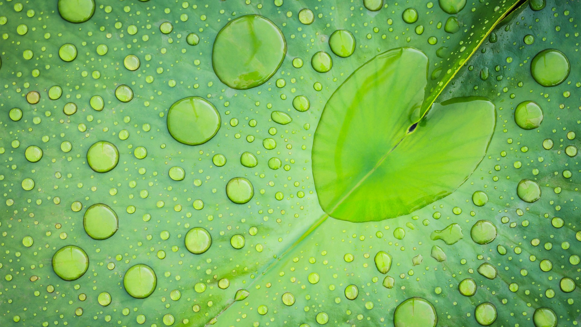 leaf, lotus, water