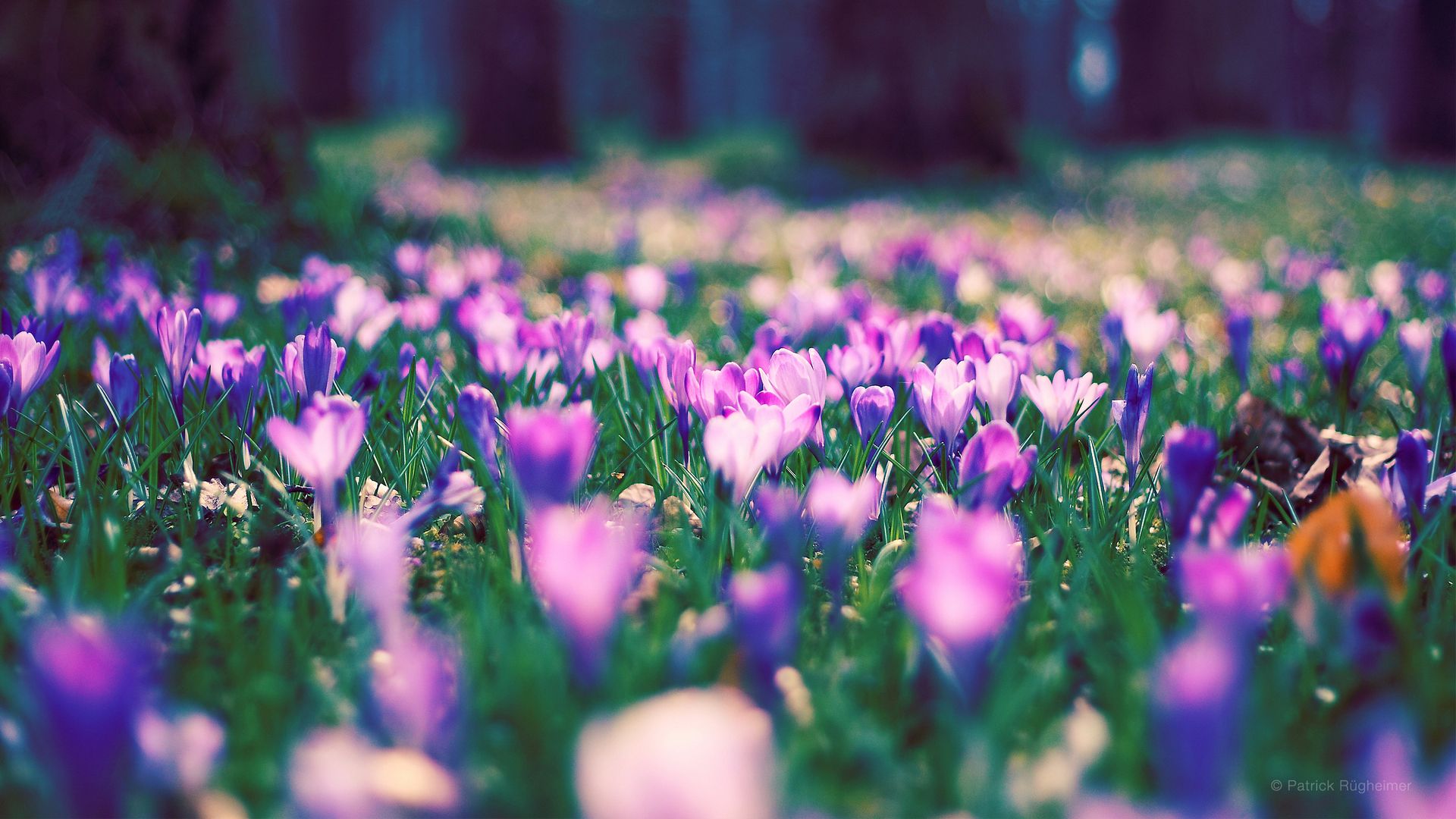 цветы, поле