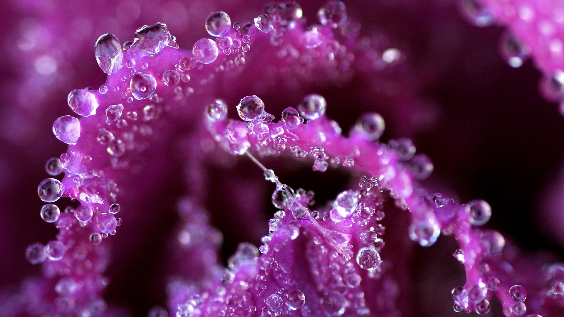 цветы, purple, color