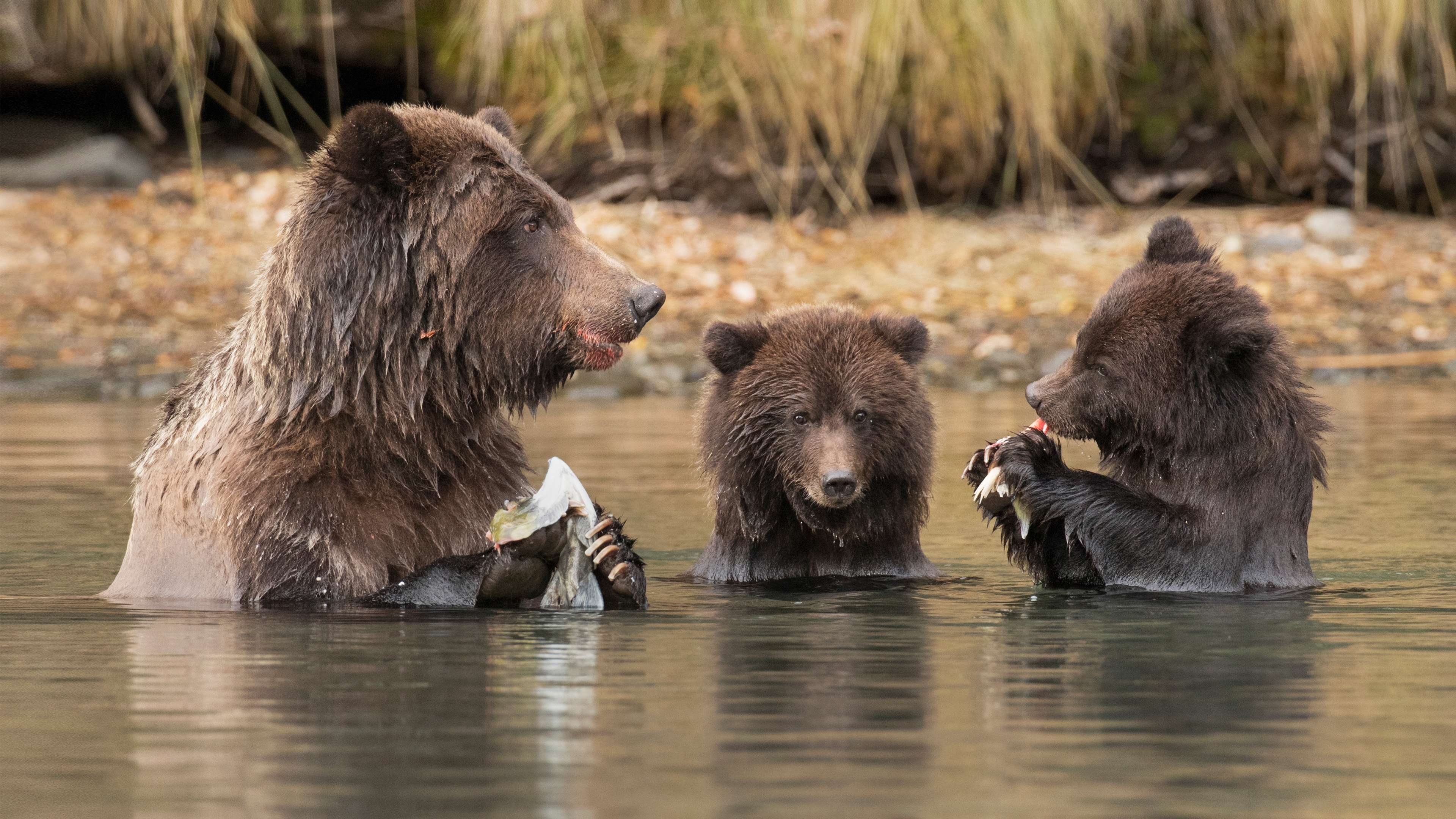 животные, вода