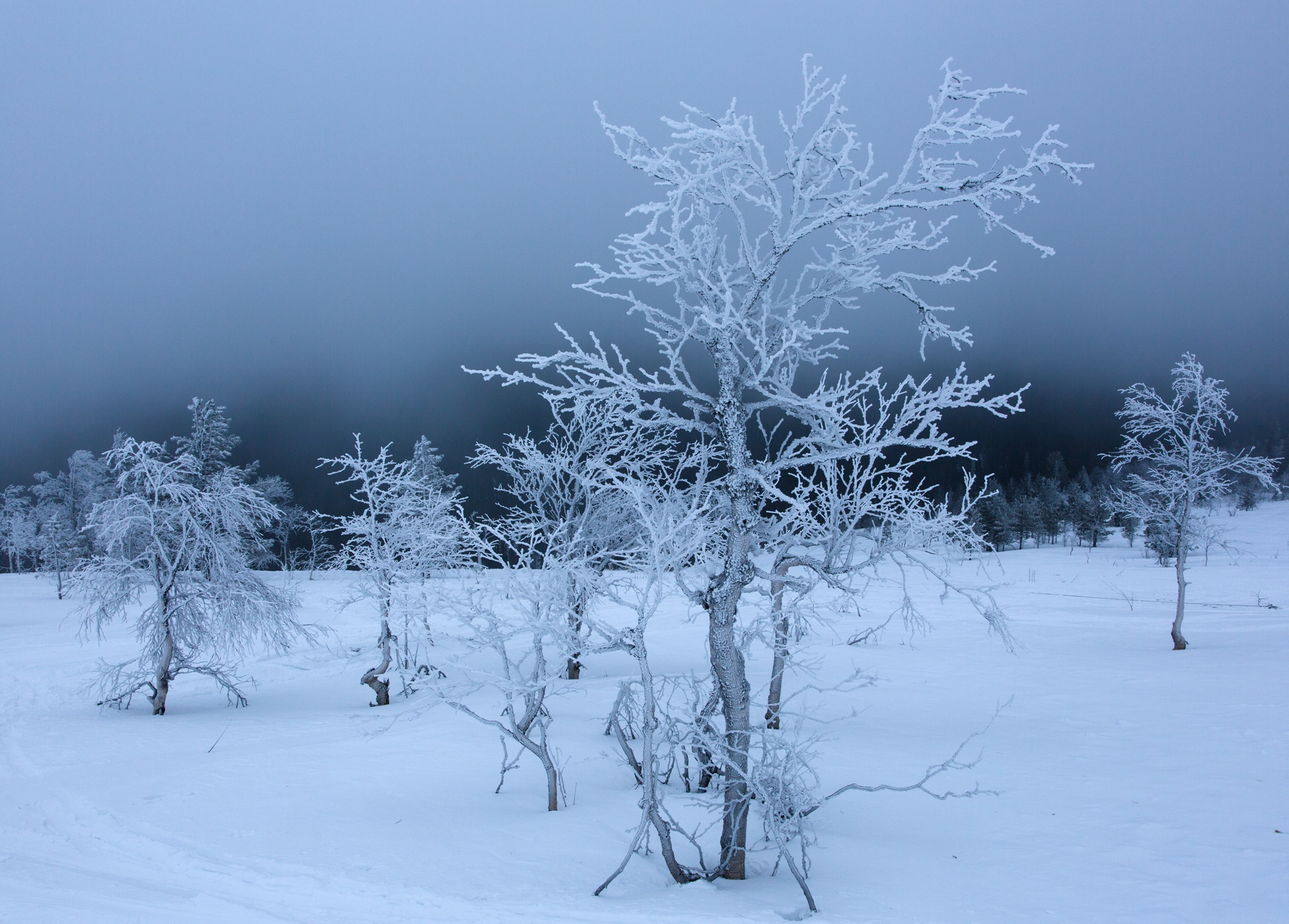 гармония зимой. зимний лес обои на рабочий стол. телефоны русский снег. телефоны русский снег. зимний лес.