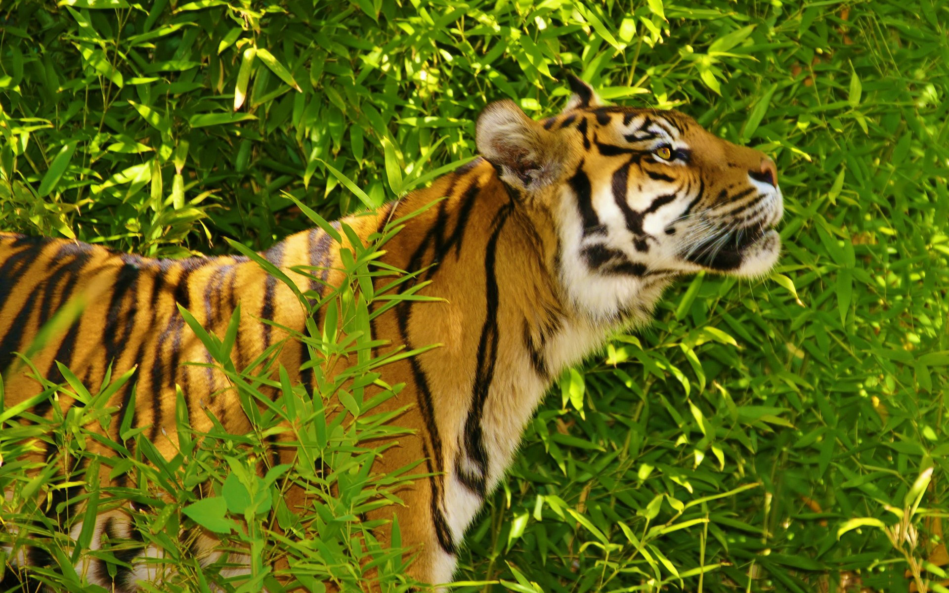 тематика, Разрешение 1920x1200