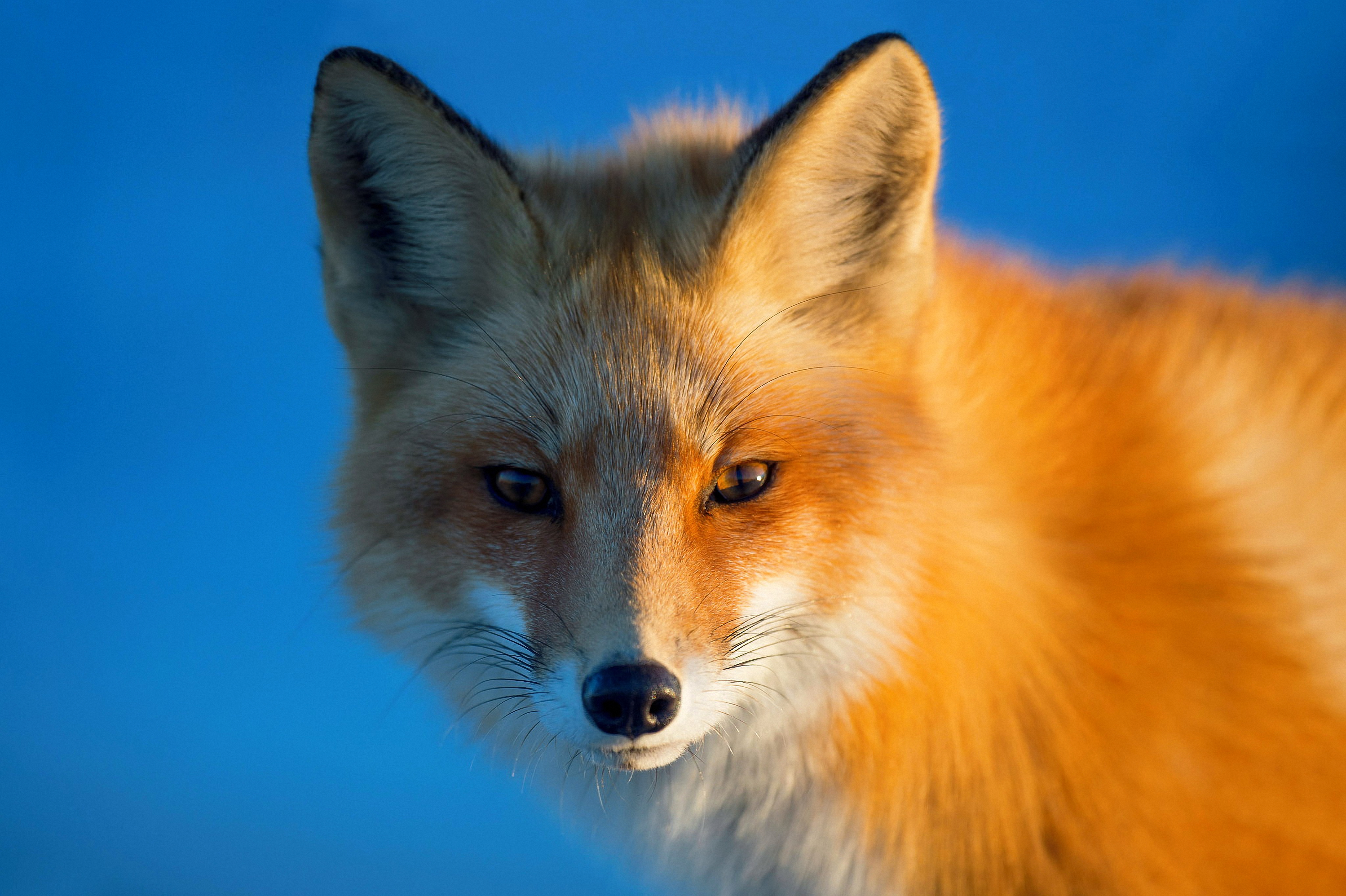 Fox