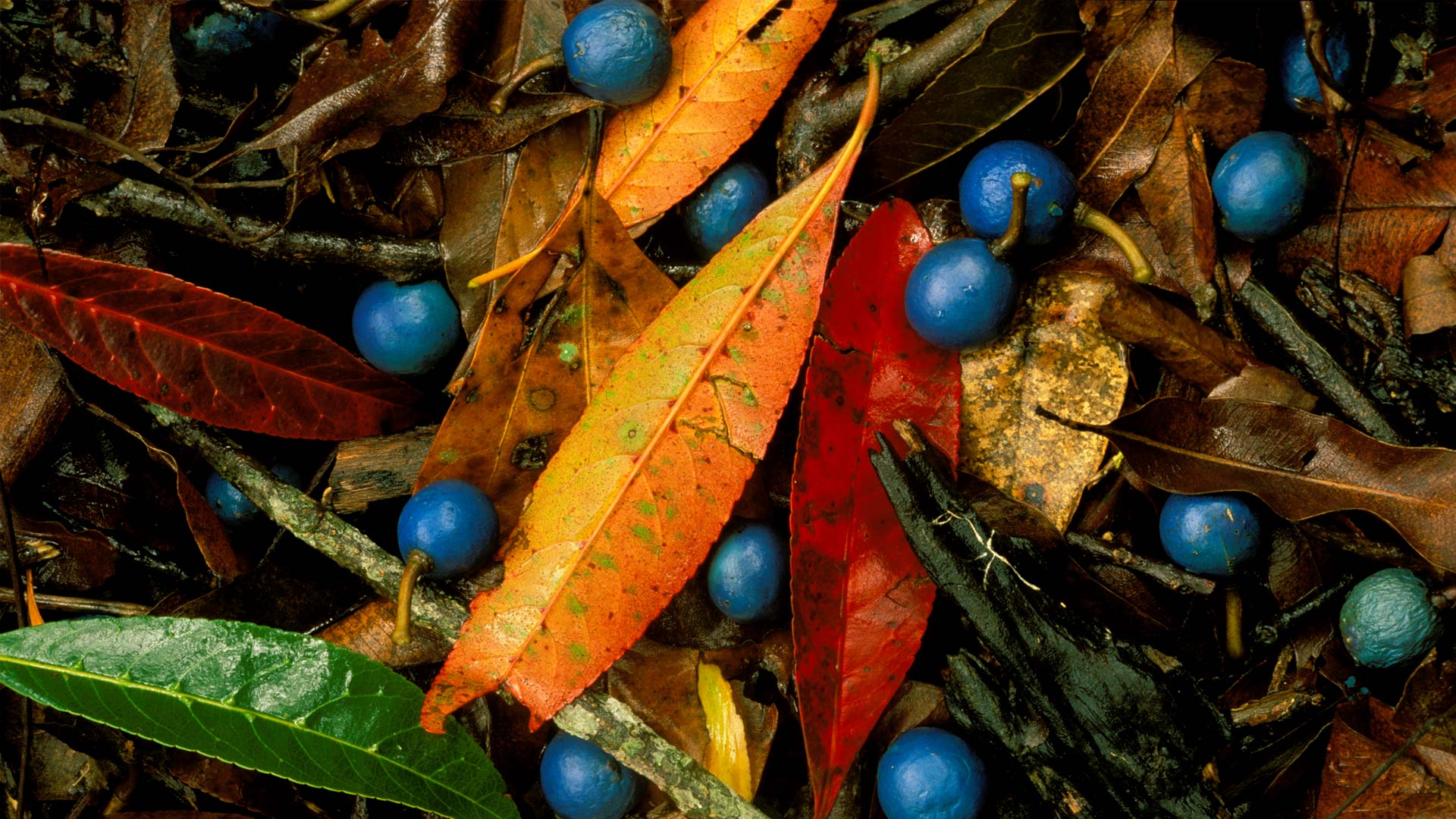 quandong