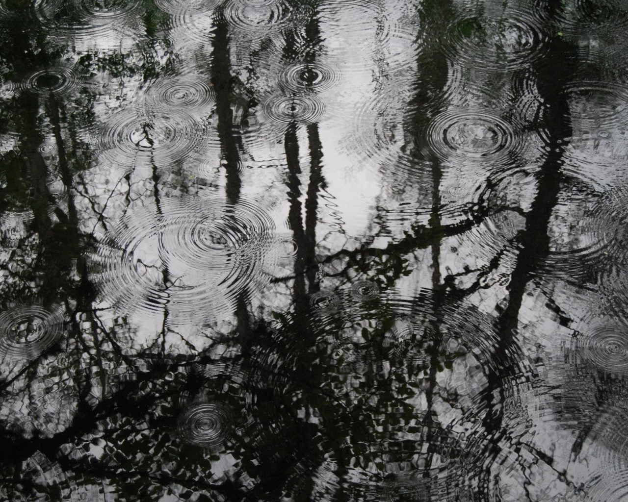 лужа, деревья