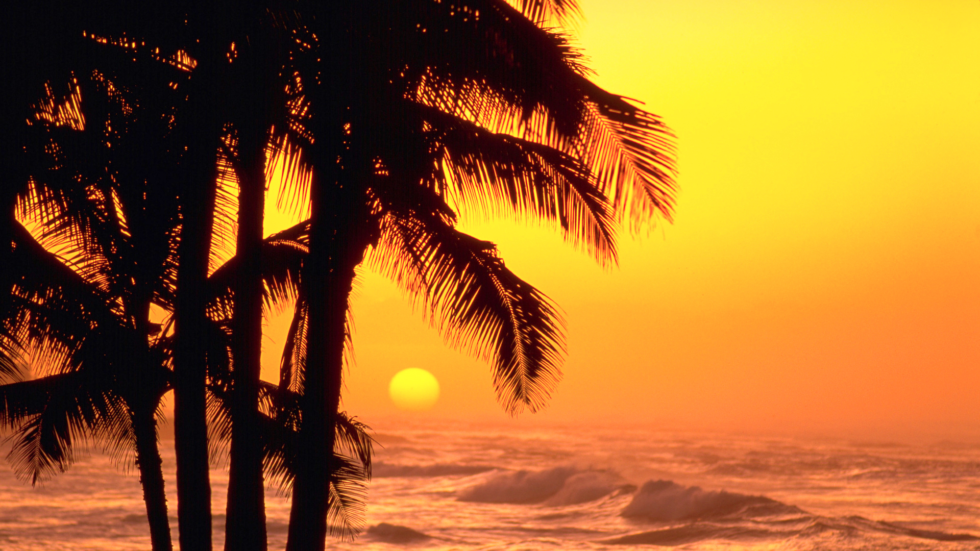 пальмы солнце закат бесплатно