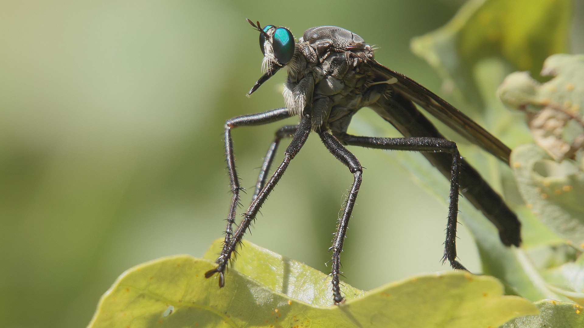 flies, asilidan, разбойник