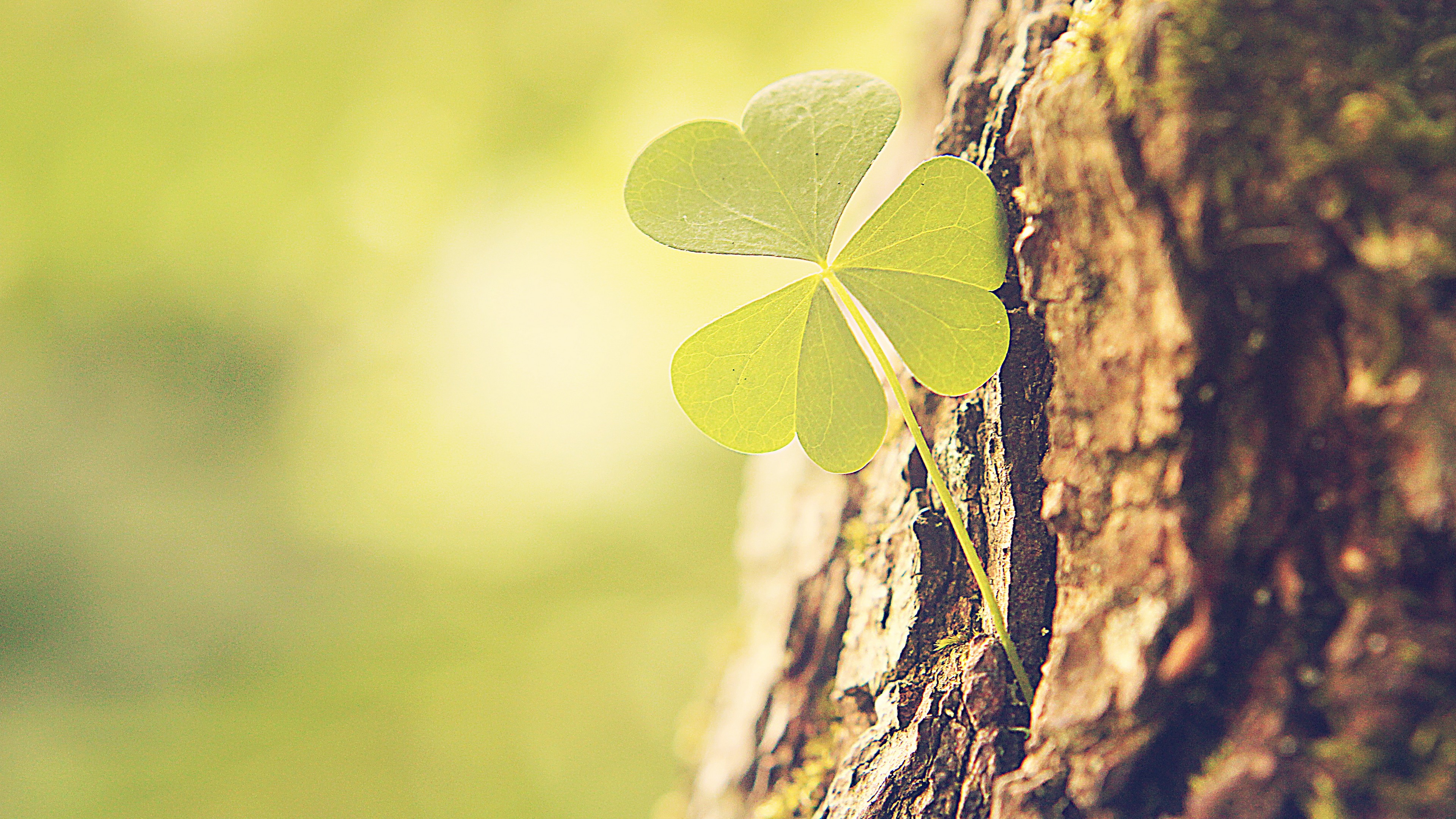 дерево, clover, красавица