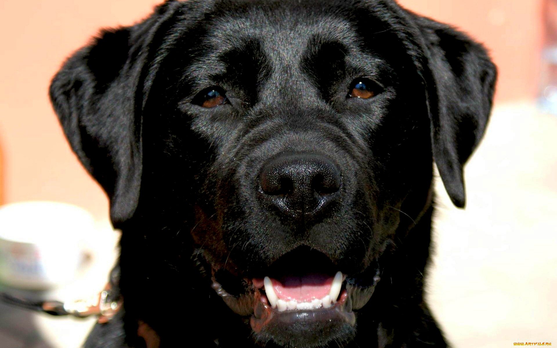 есть черная собака, которая сидит на поводке