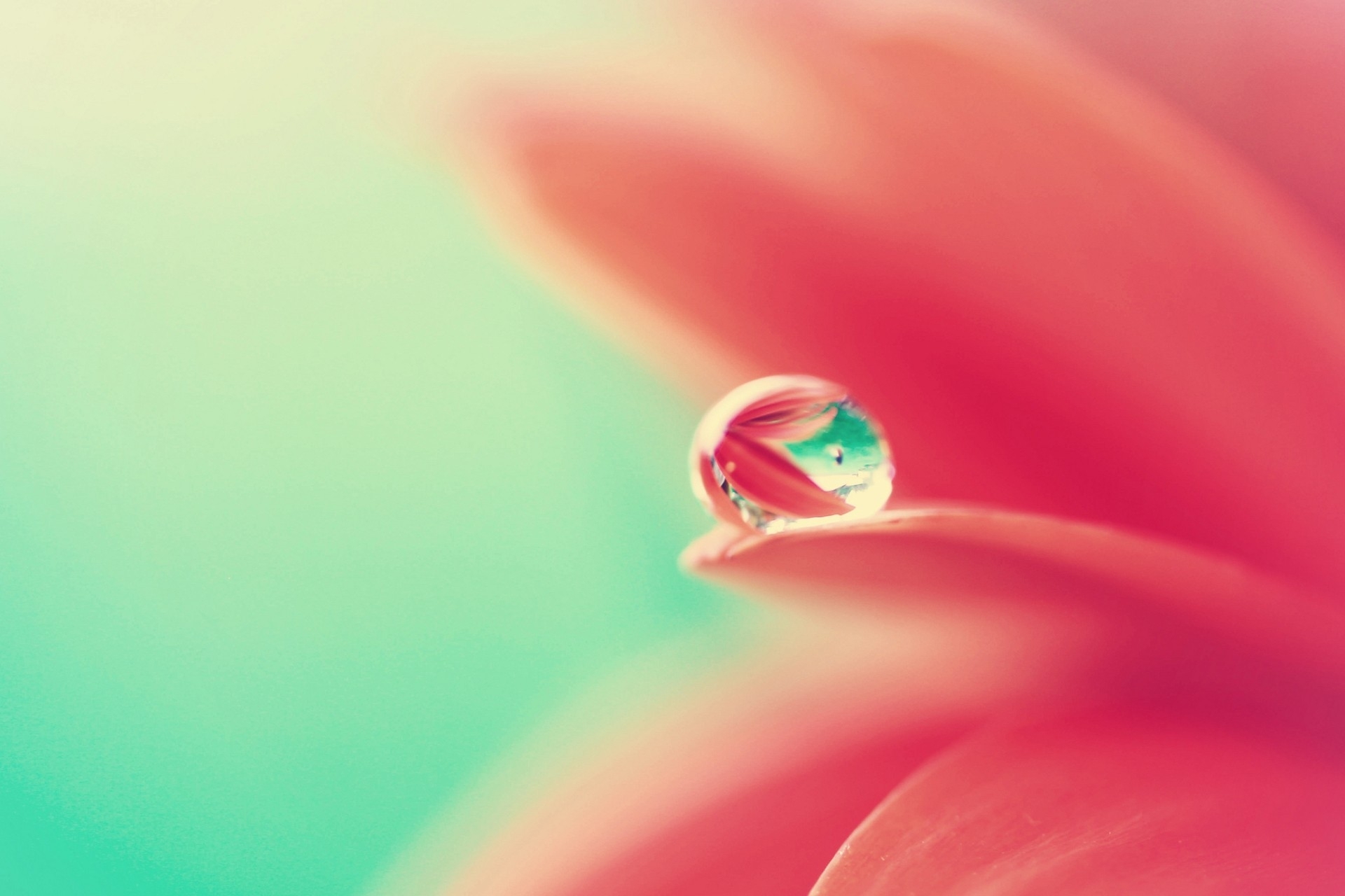 water, flower, drops