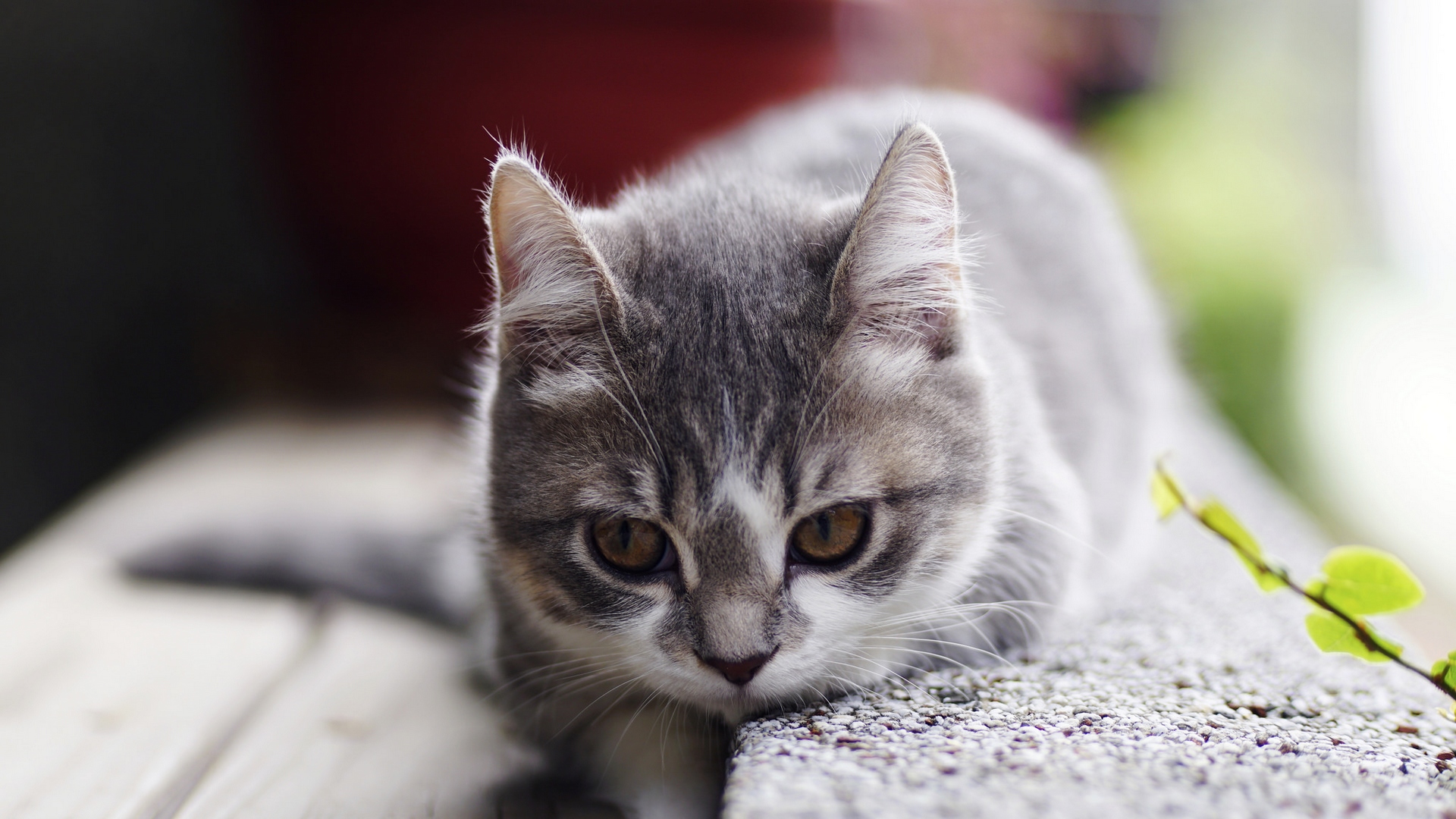 piccolus, animalus, смазливые