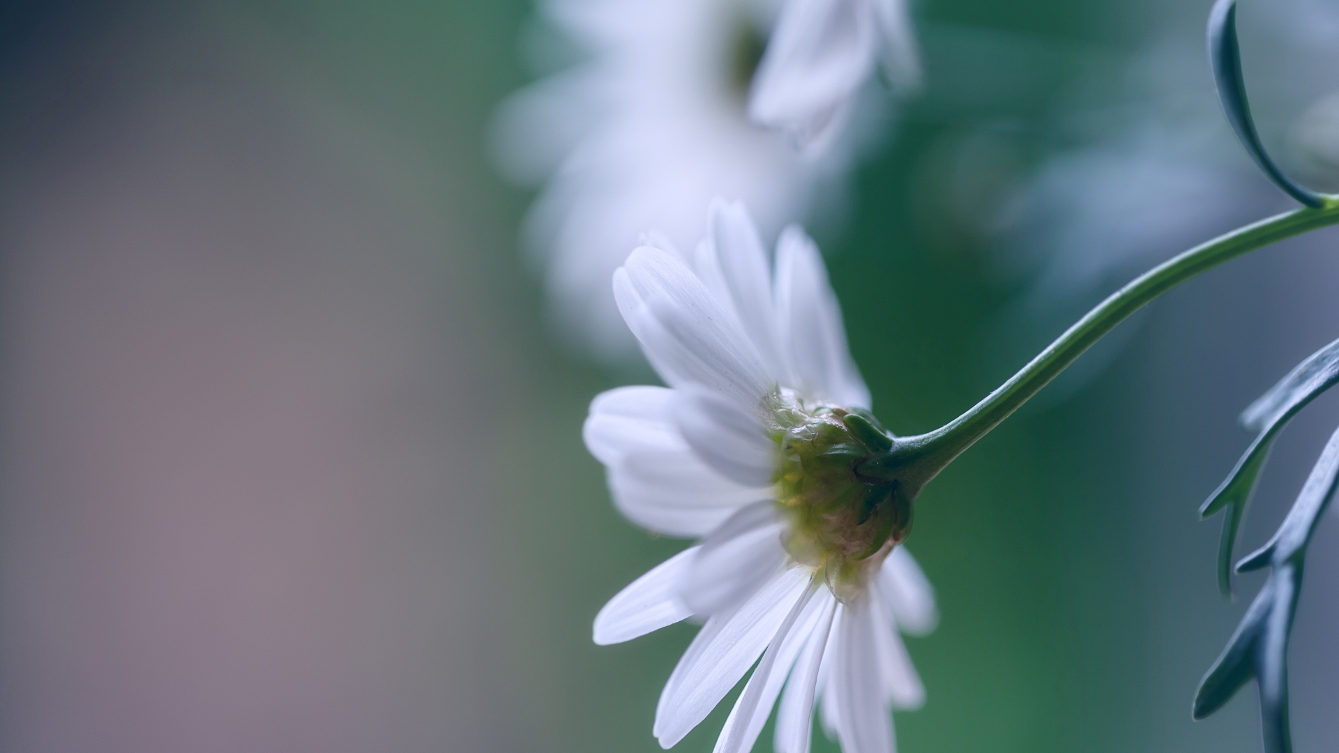цветы, white, роза
