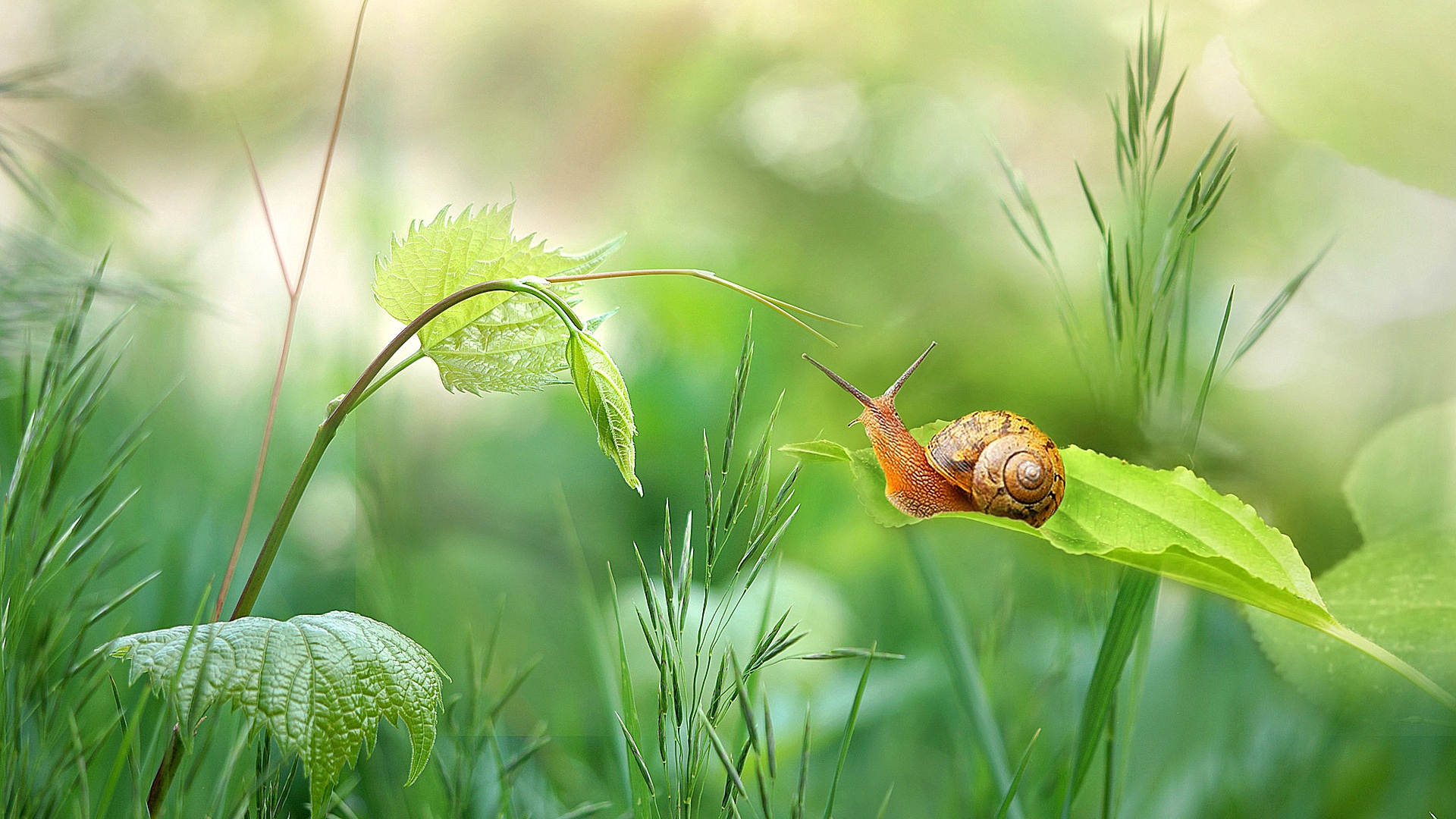 snail, трава, summer