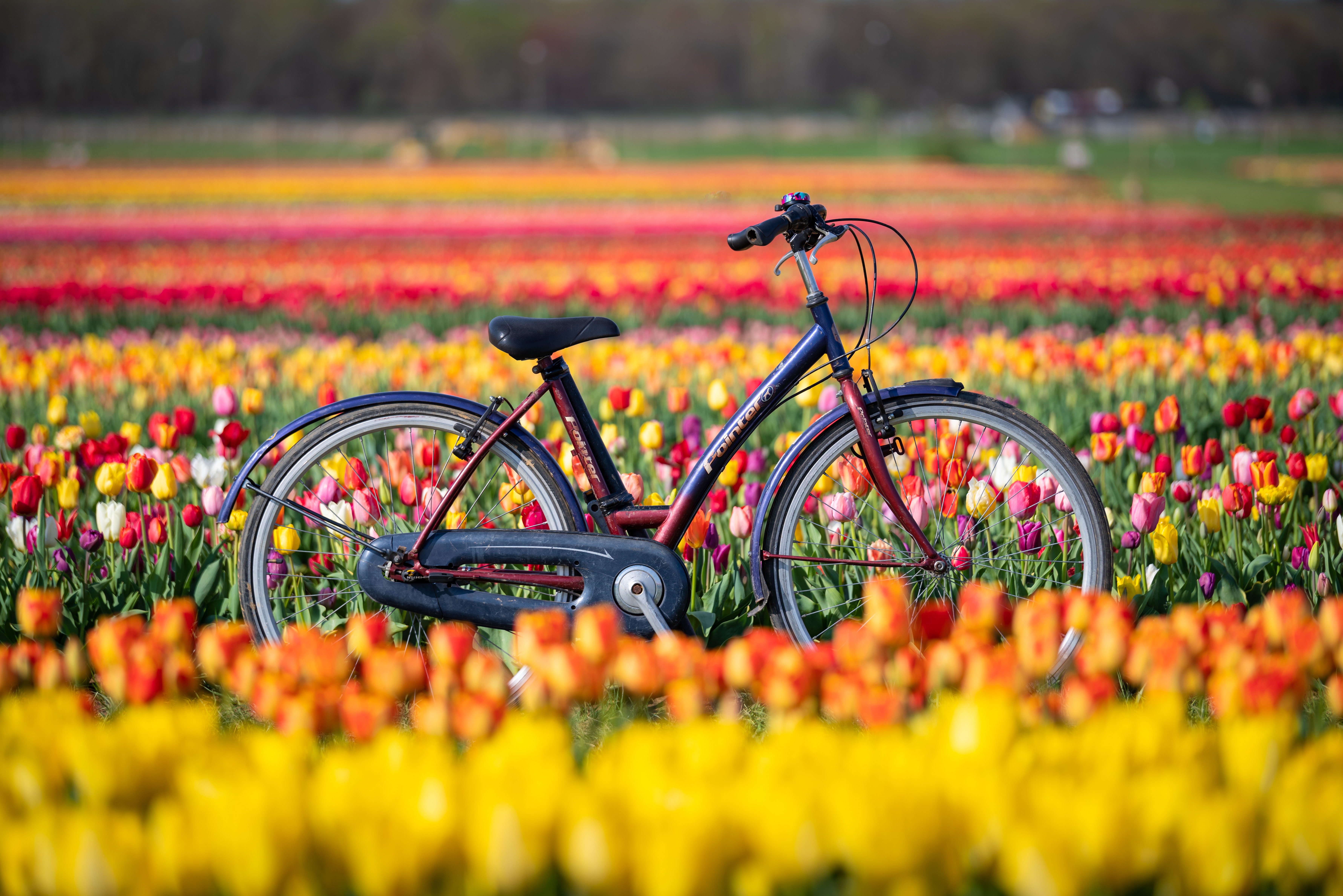 holanda, flore, tulipane