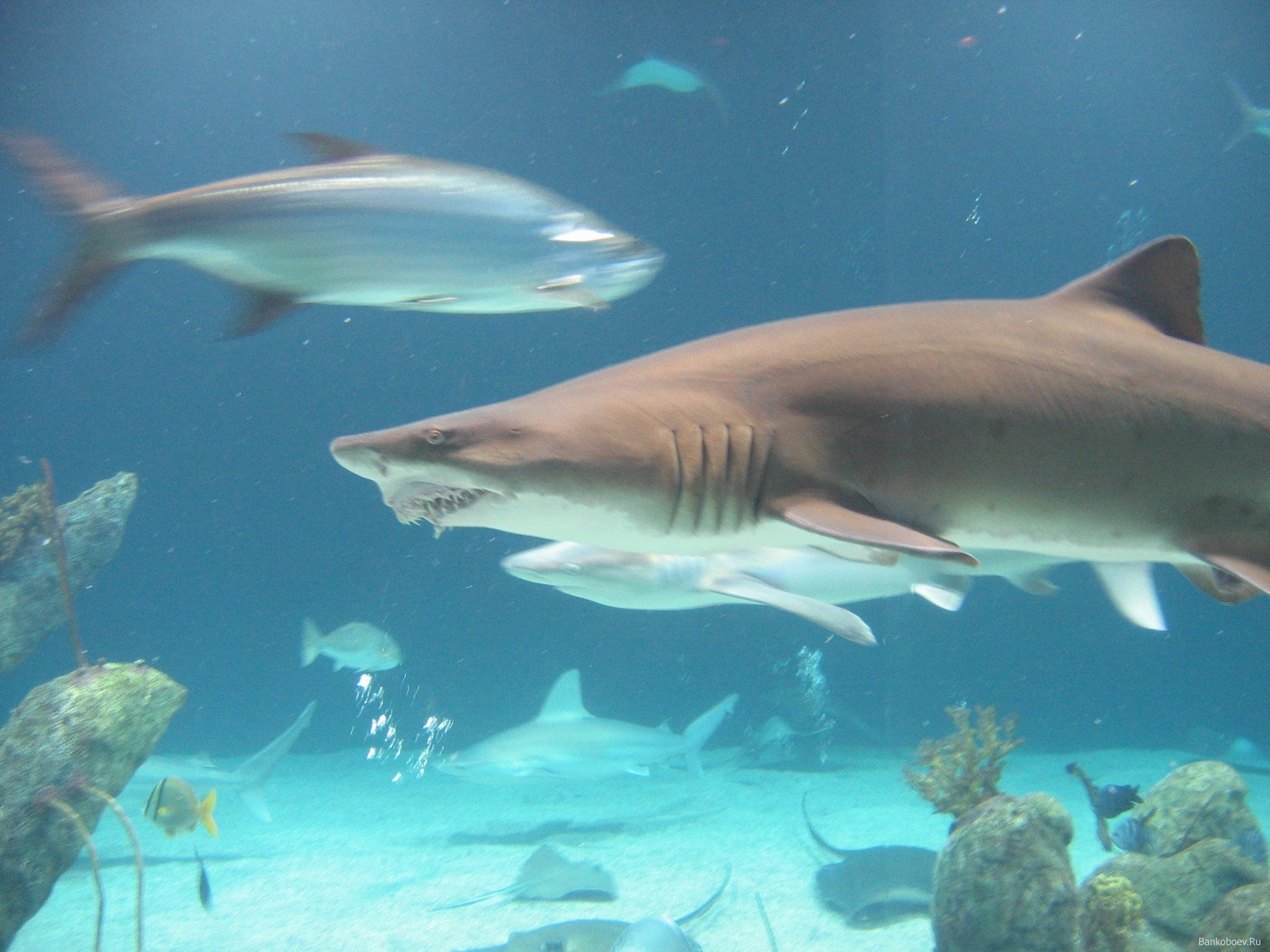 Los tiburones. Фотообои Водный мир.