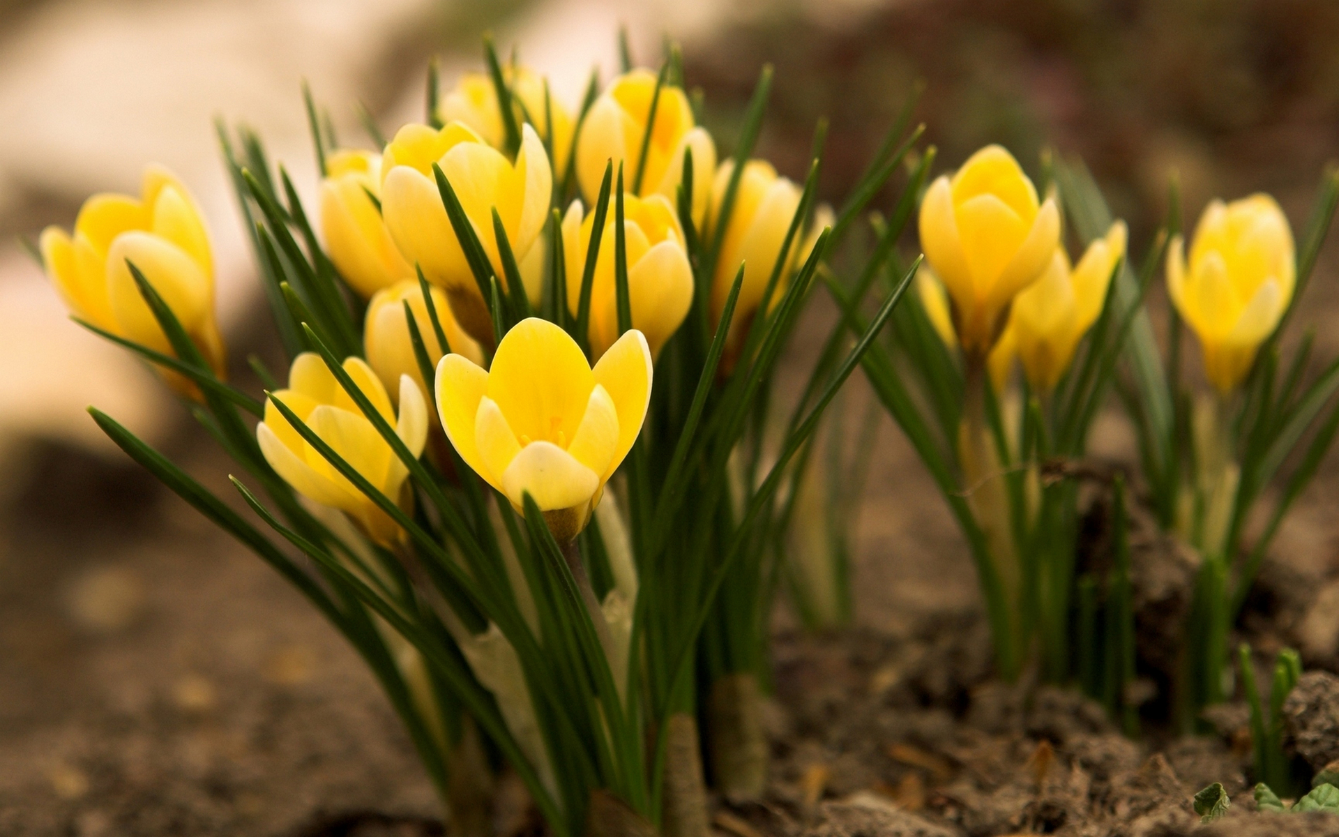 живые, необычные