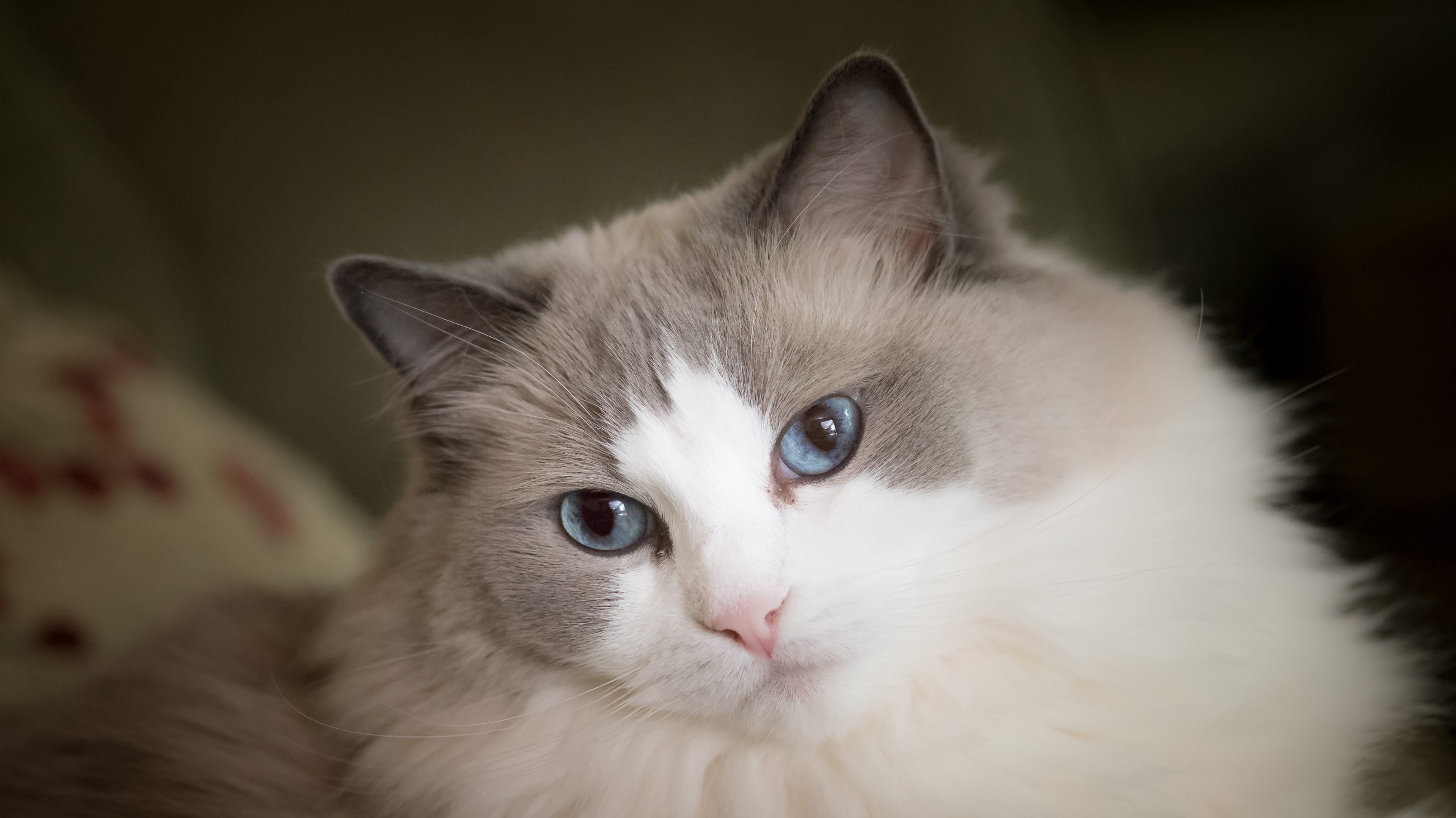 кот, рэгдолл