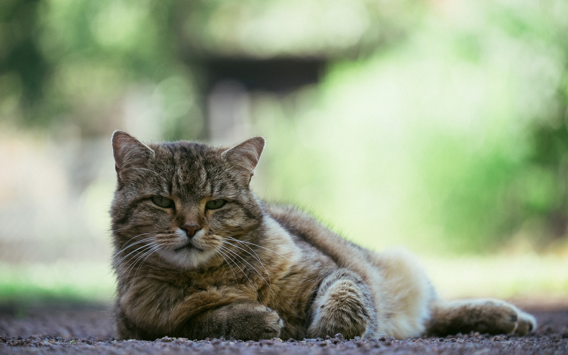 свет, взгляд, кот