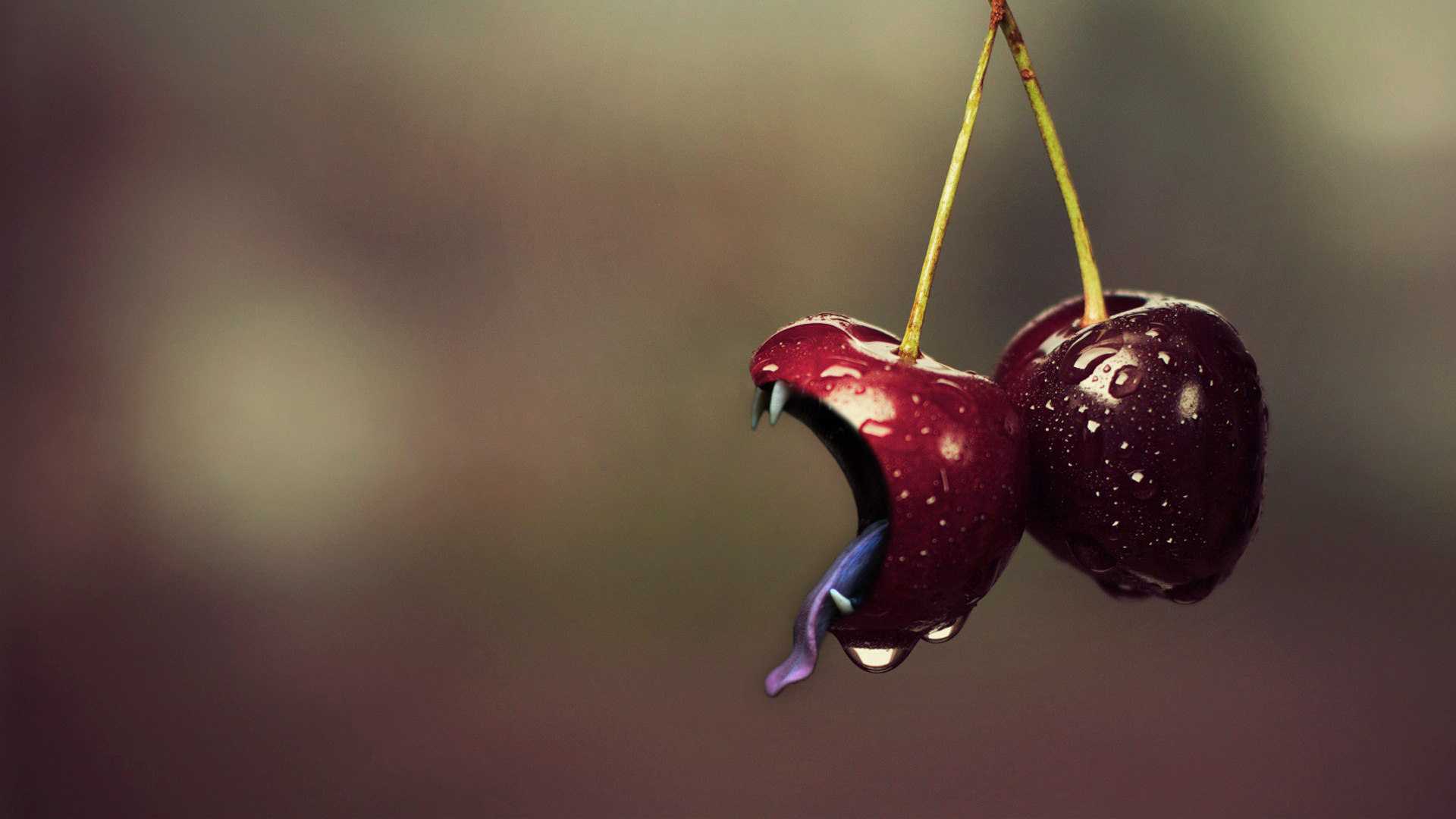 cherry, podagra