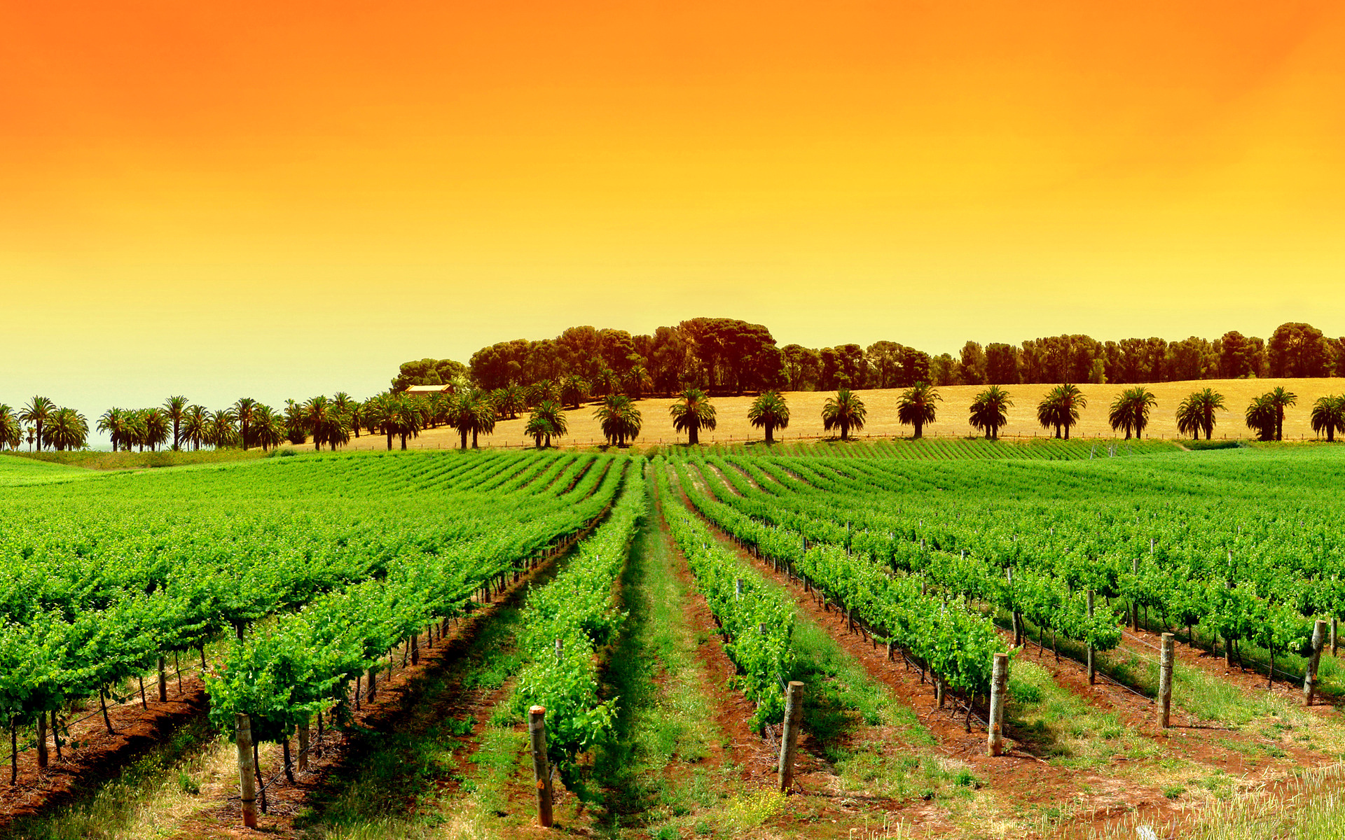 виноградное поле