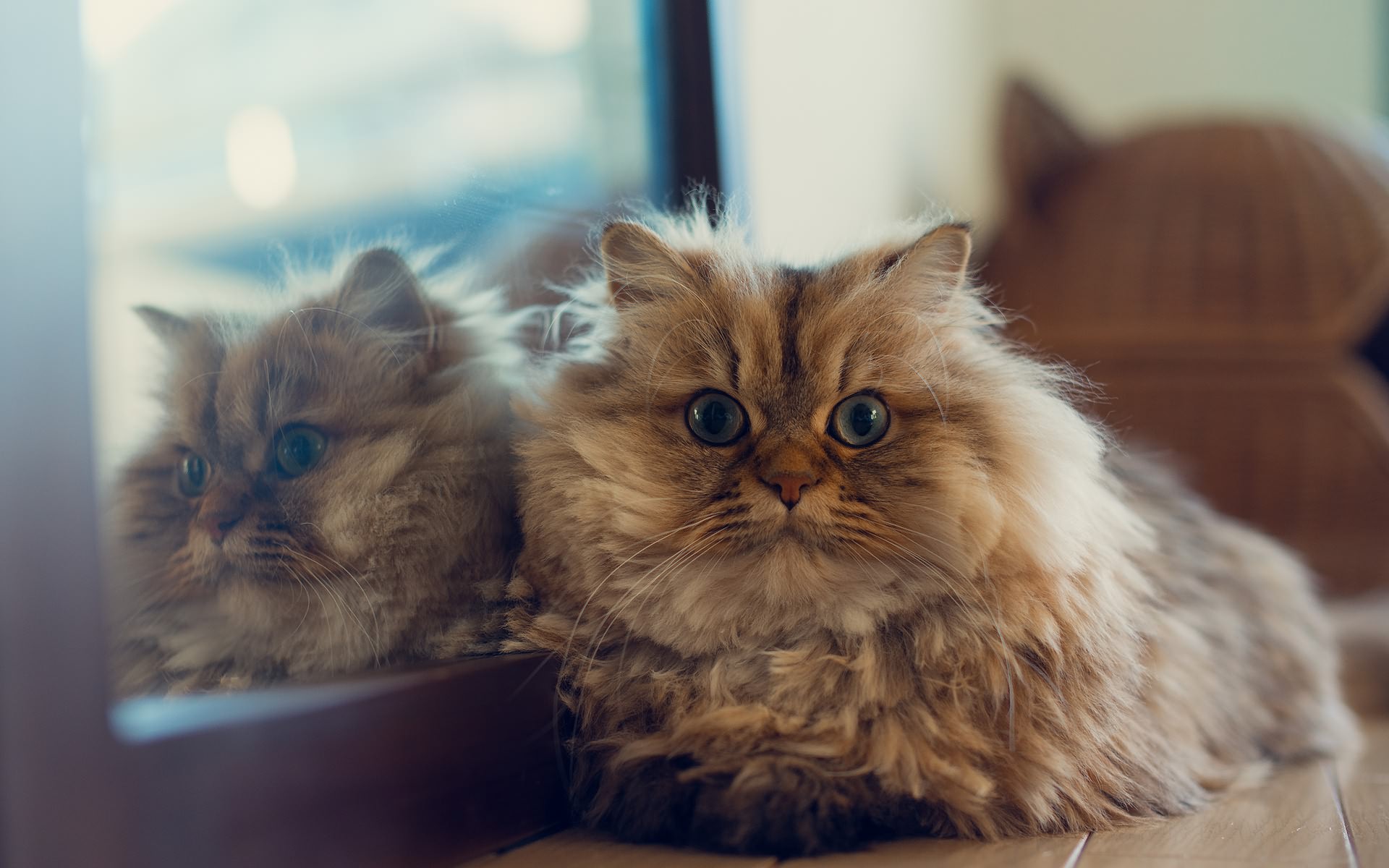 мар, друзья, котэ