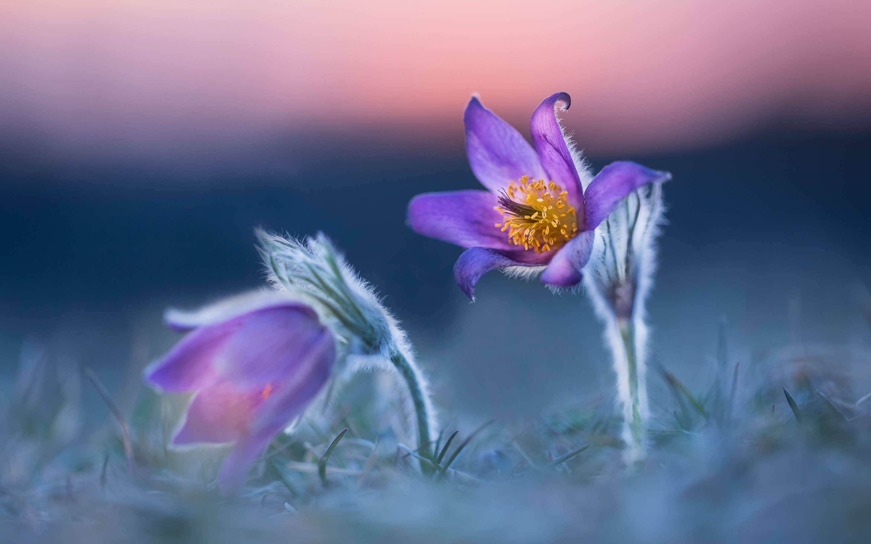 кисти, фиолетовый