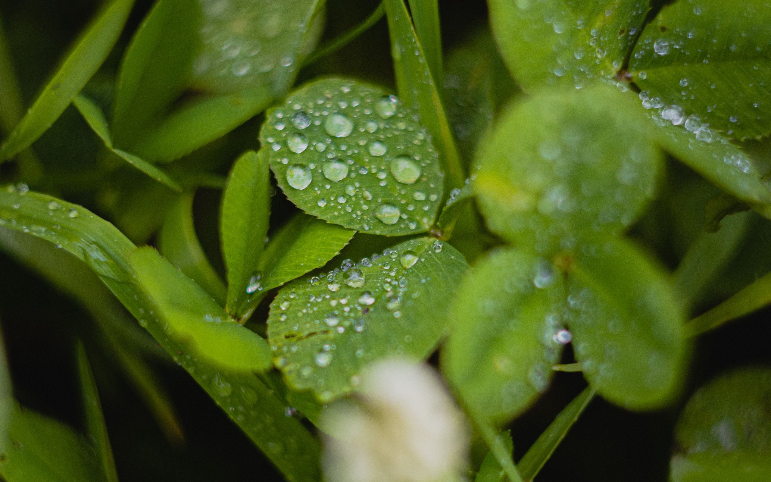 зелёный, clover, water