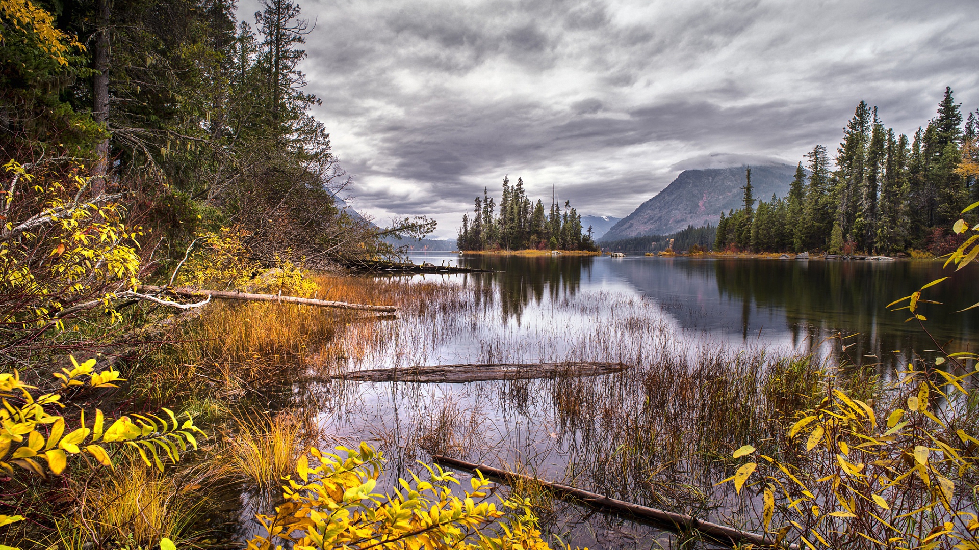 целлюлоза, квартиросъем, крокод