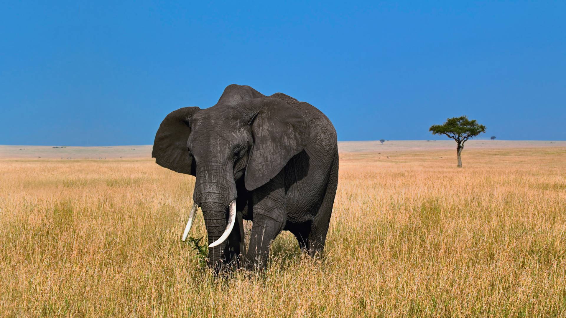 факт, интересно, млелекопитающие