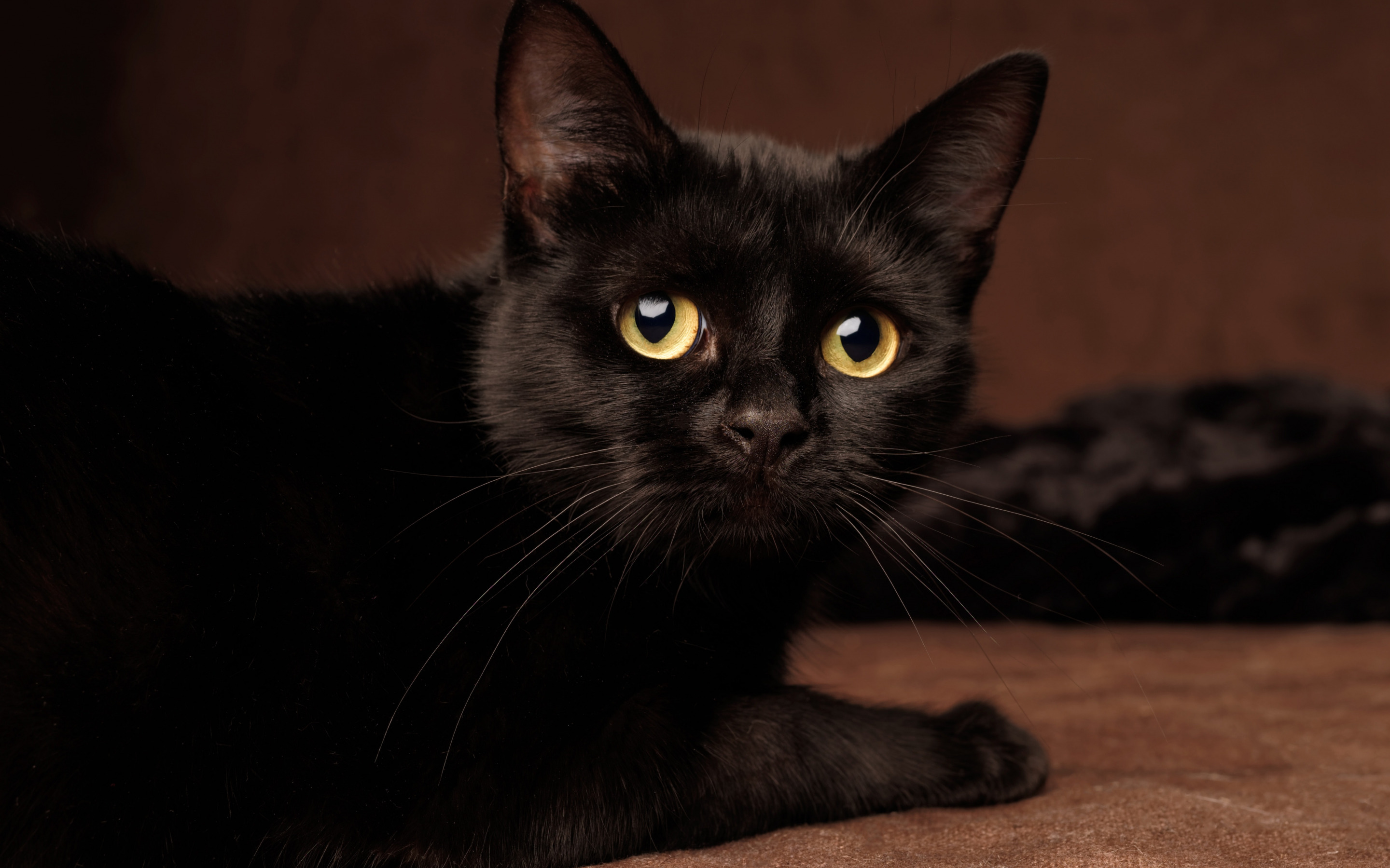 Порода черной кошки с желтыми глазами. Бомбейская кошка. Британская Бомбейская кошка. Бомбейская черная кошка. Бомбейская кошка черно белая.