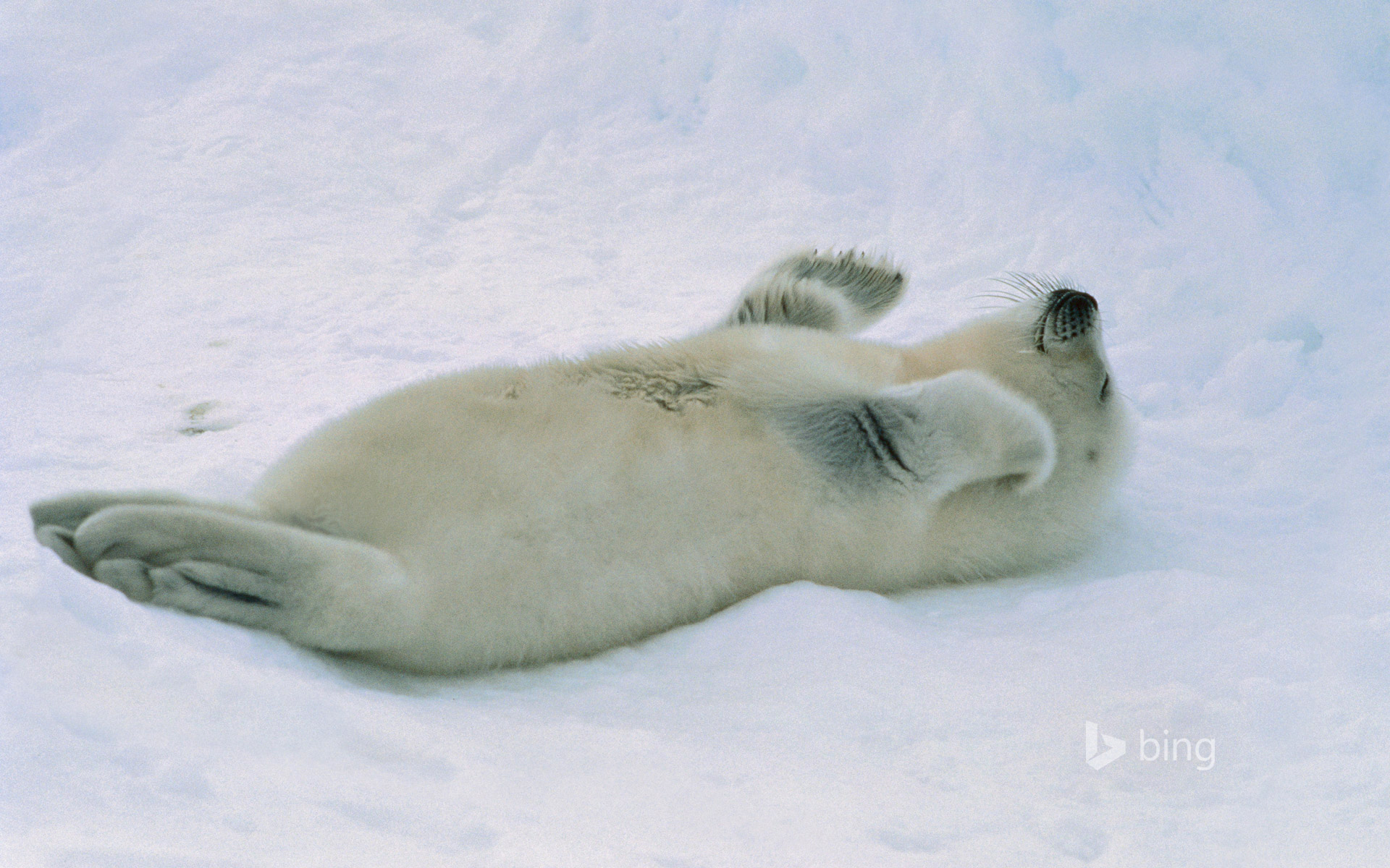 phoque, bing, seal