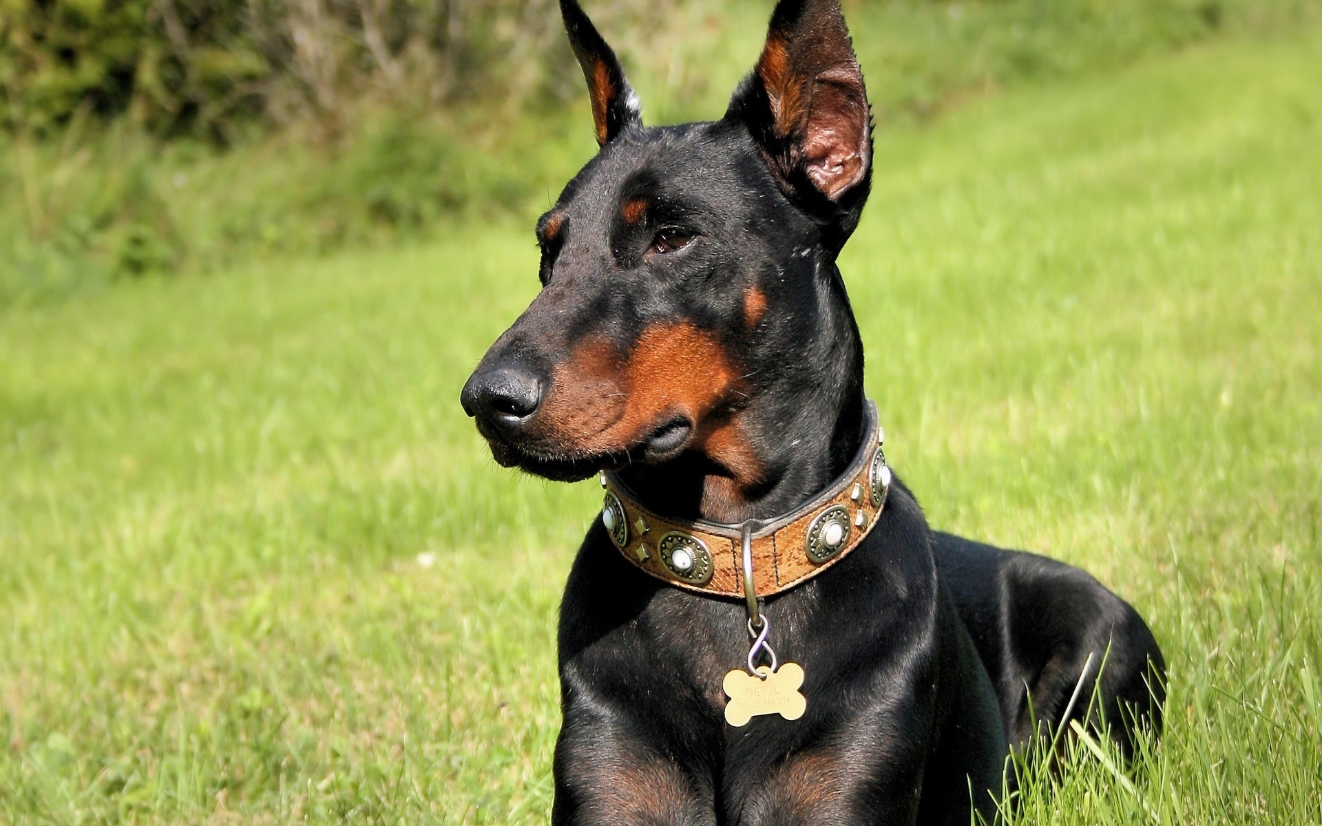 доберман, породы, собак
