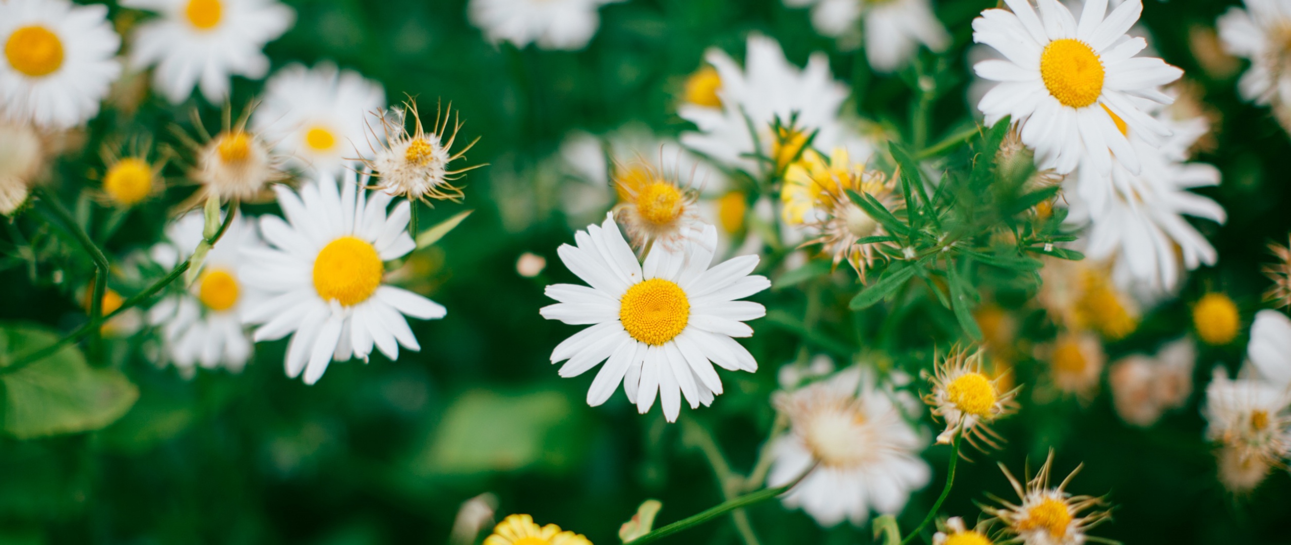 дейзи, алиэкспресс