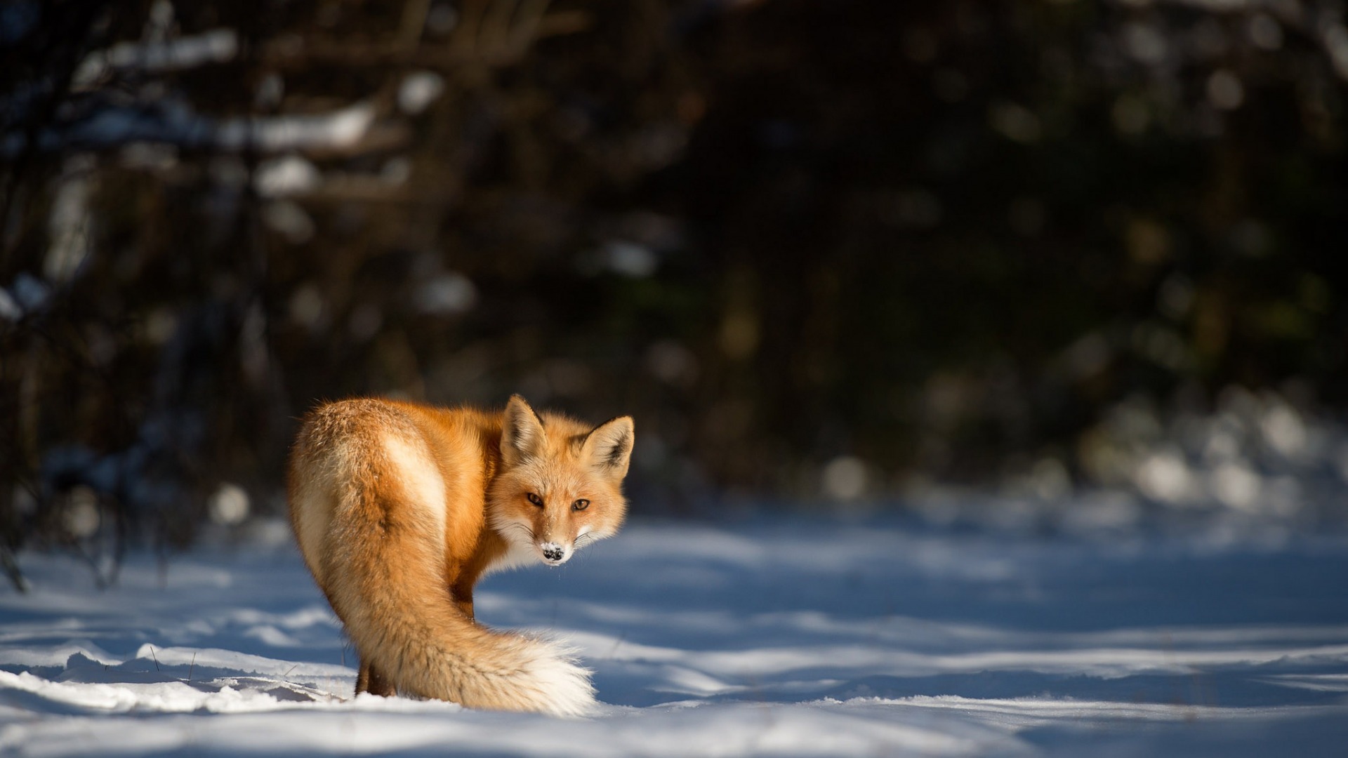 róka, животное