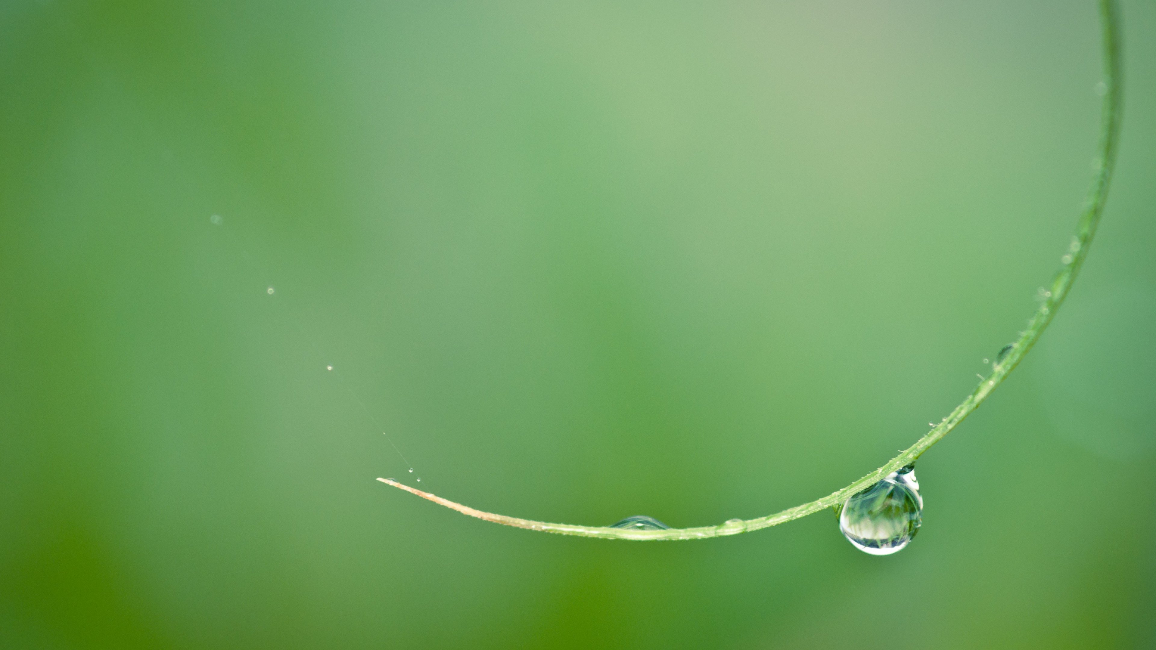 природа, drop, цветы