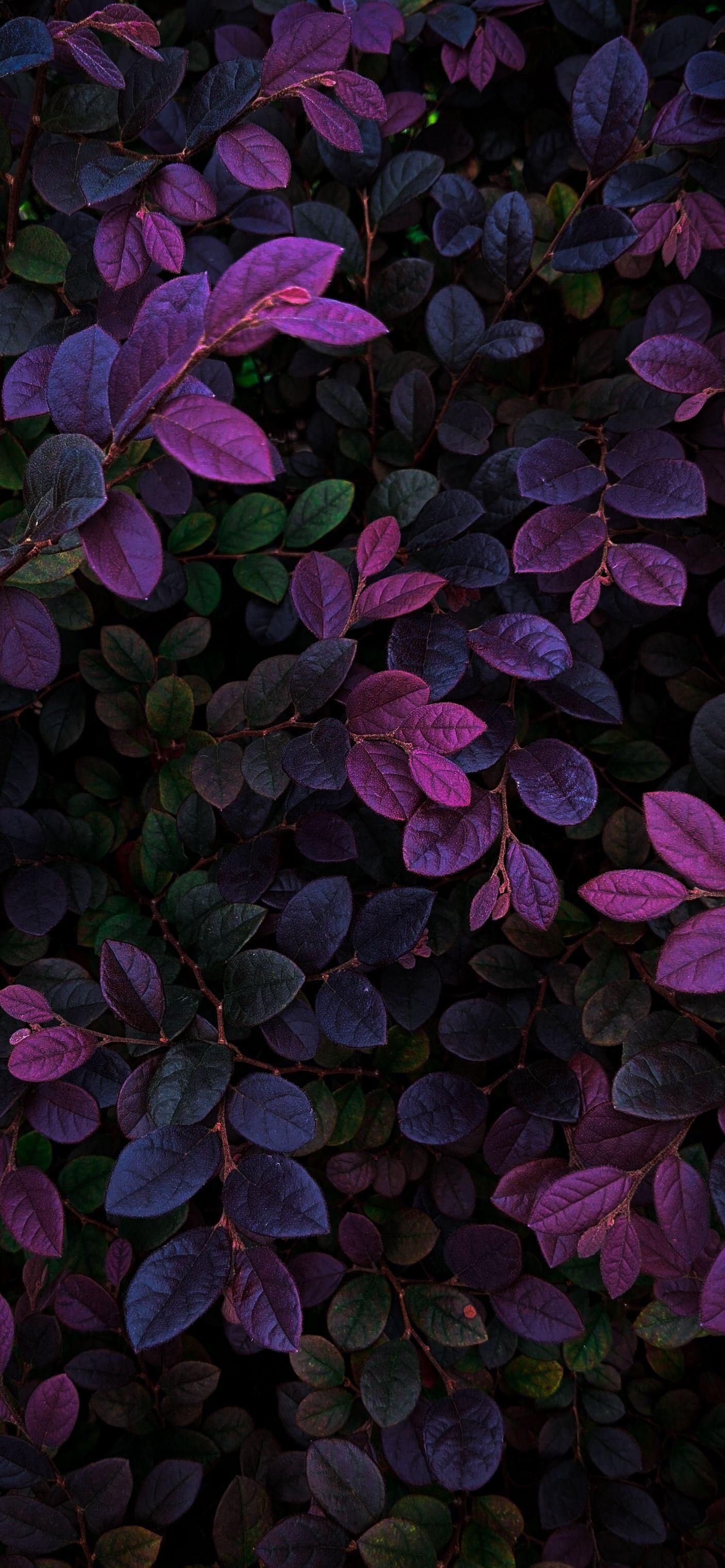 barberry, википедия