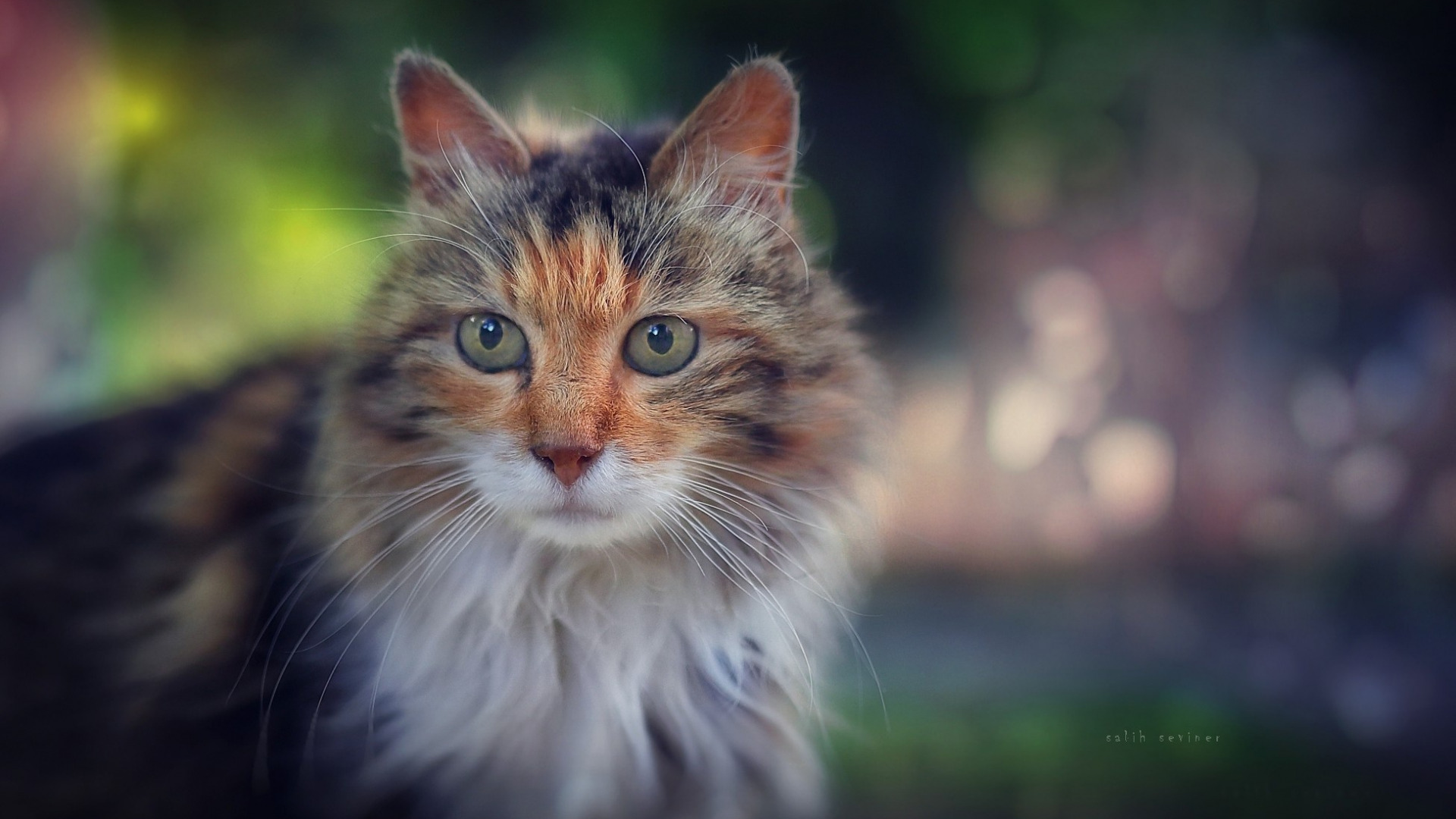 кошка, которая смотрит в камеру