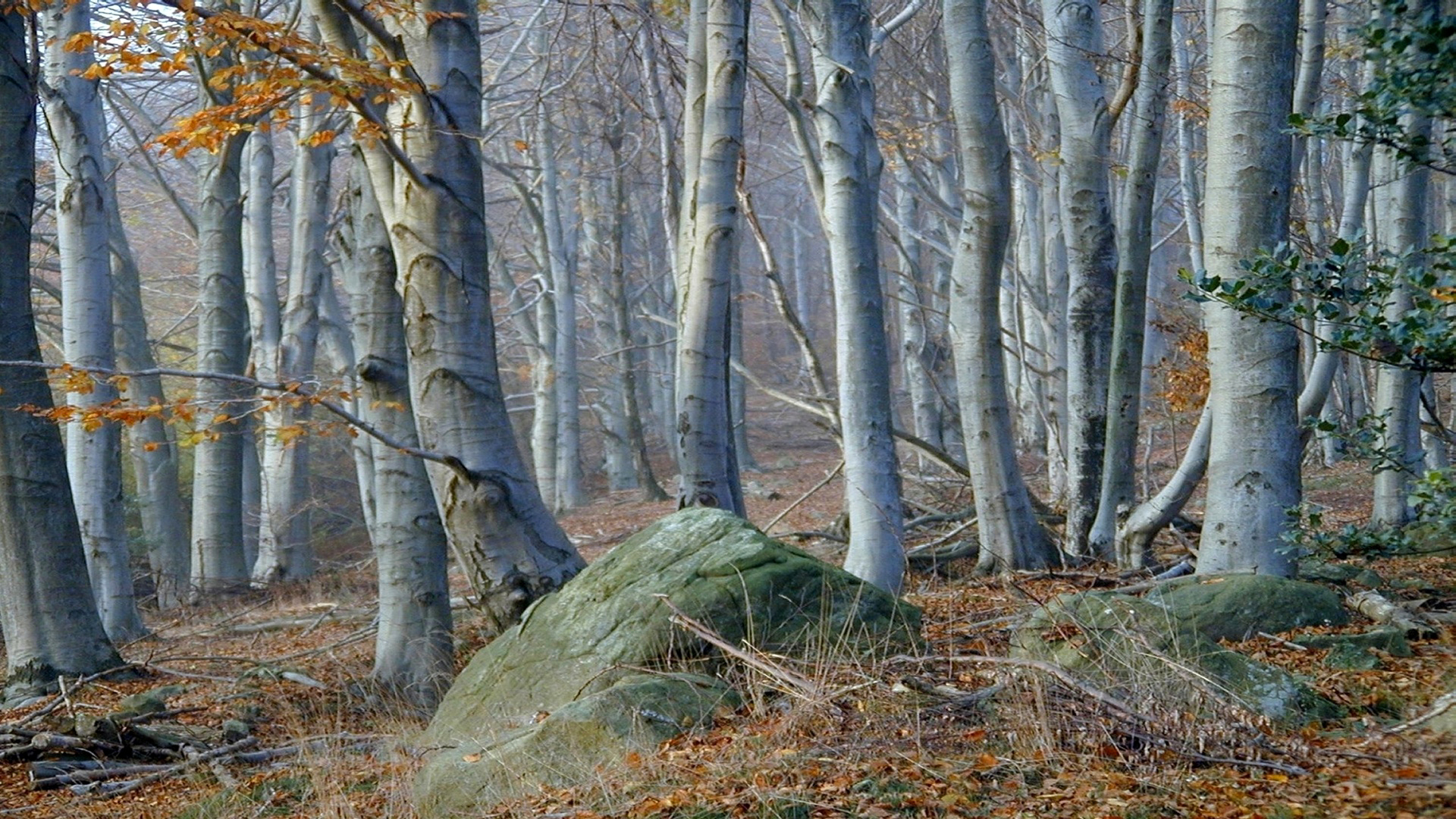 лес, скалы