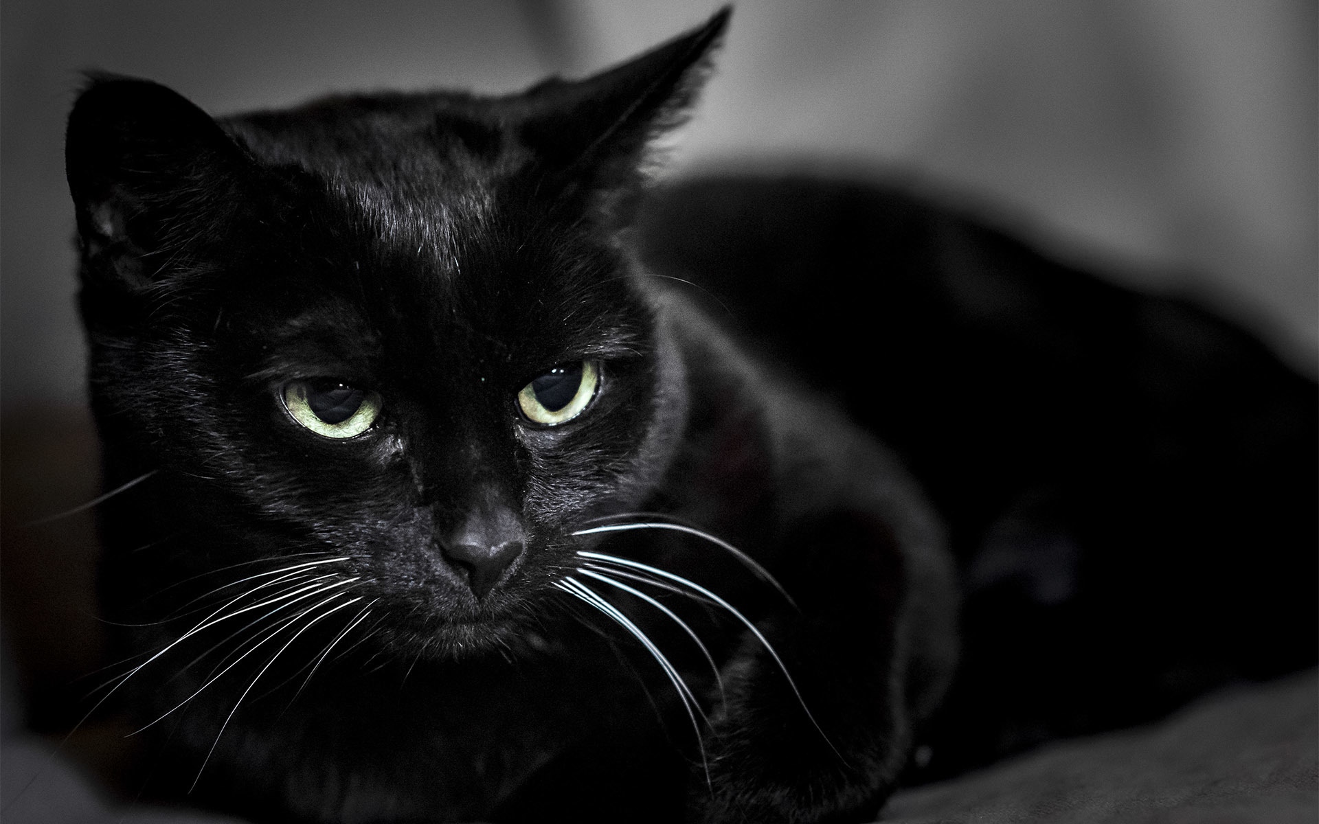 кот, черная, кошак
