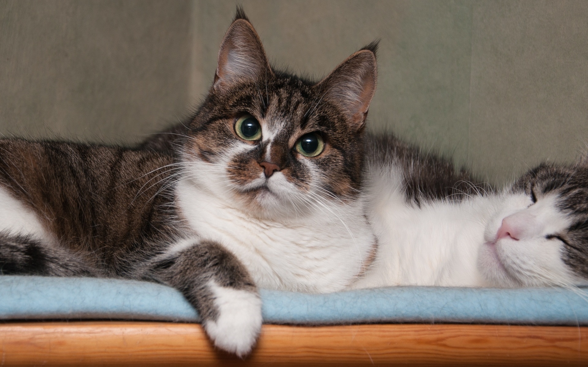 кот, кровать, тигр