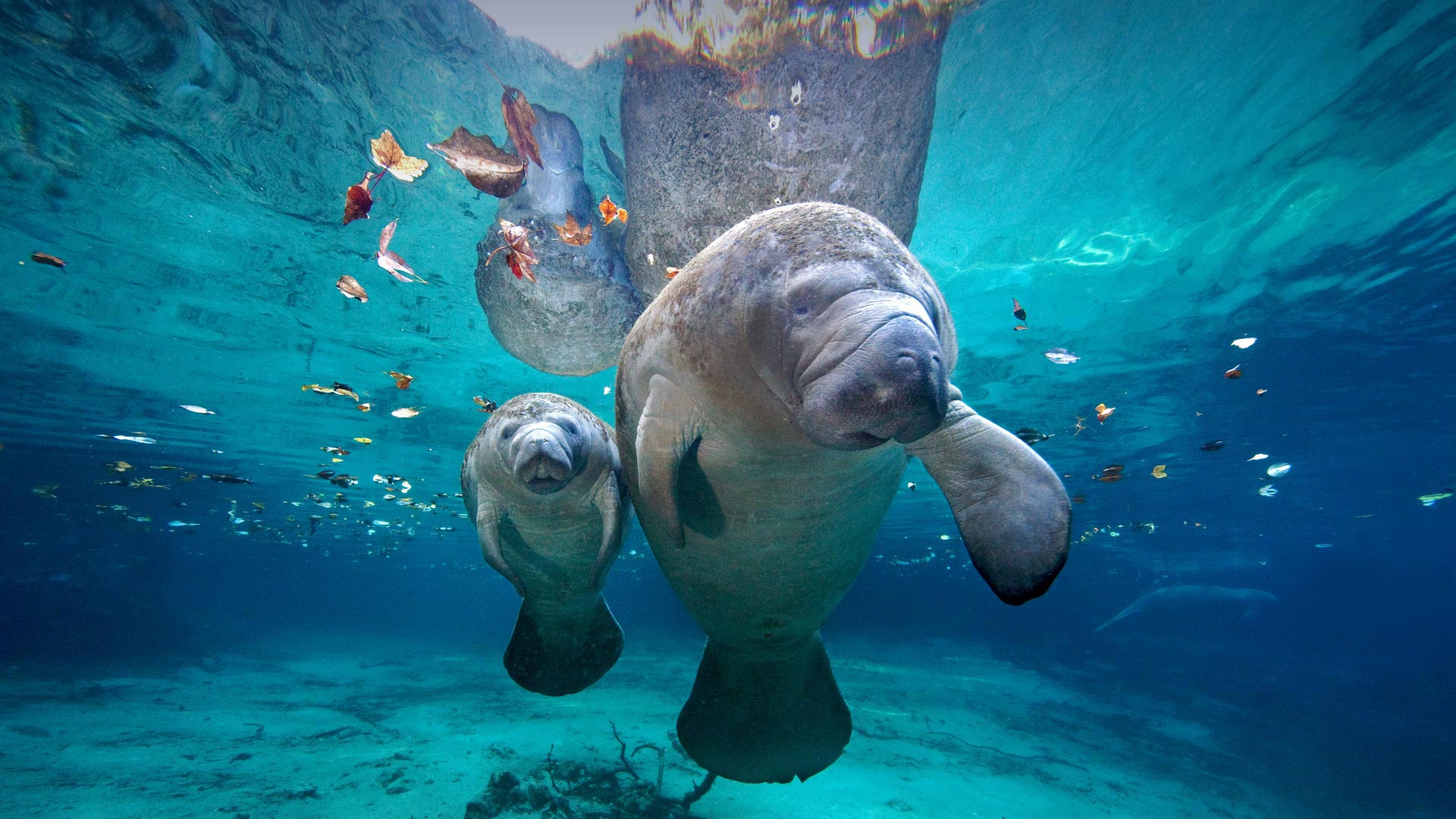 manatee