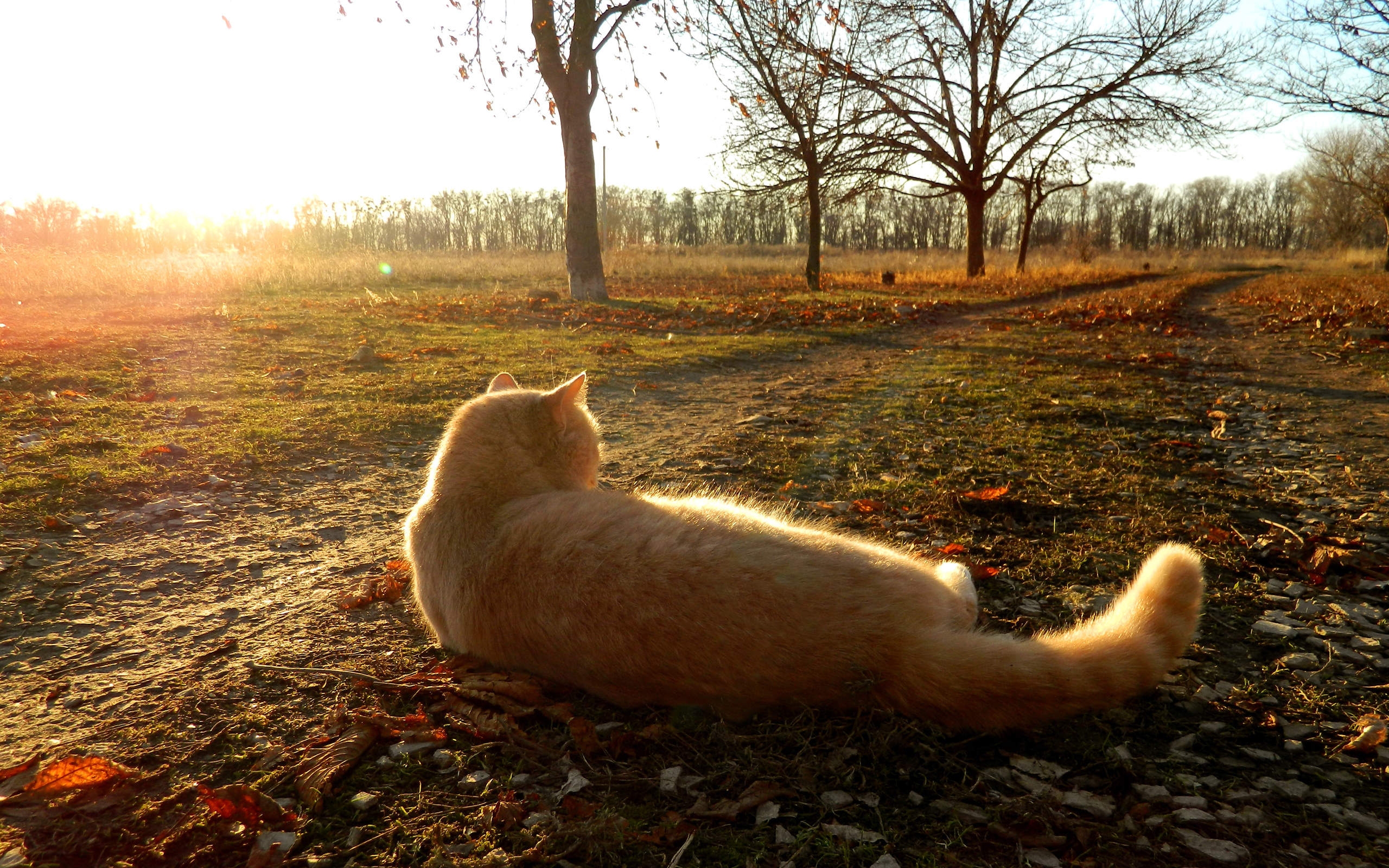 кошка взгляд дорога листва скачать