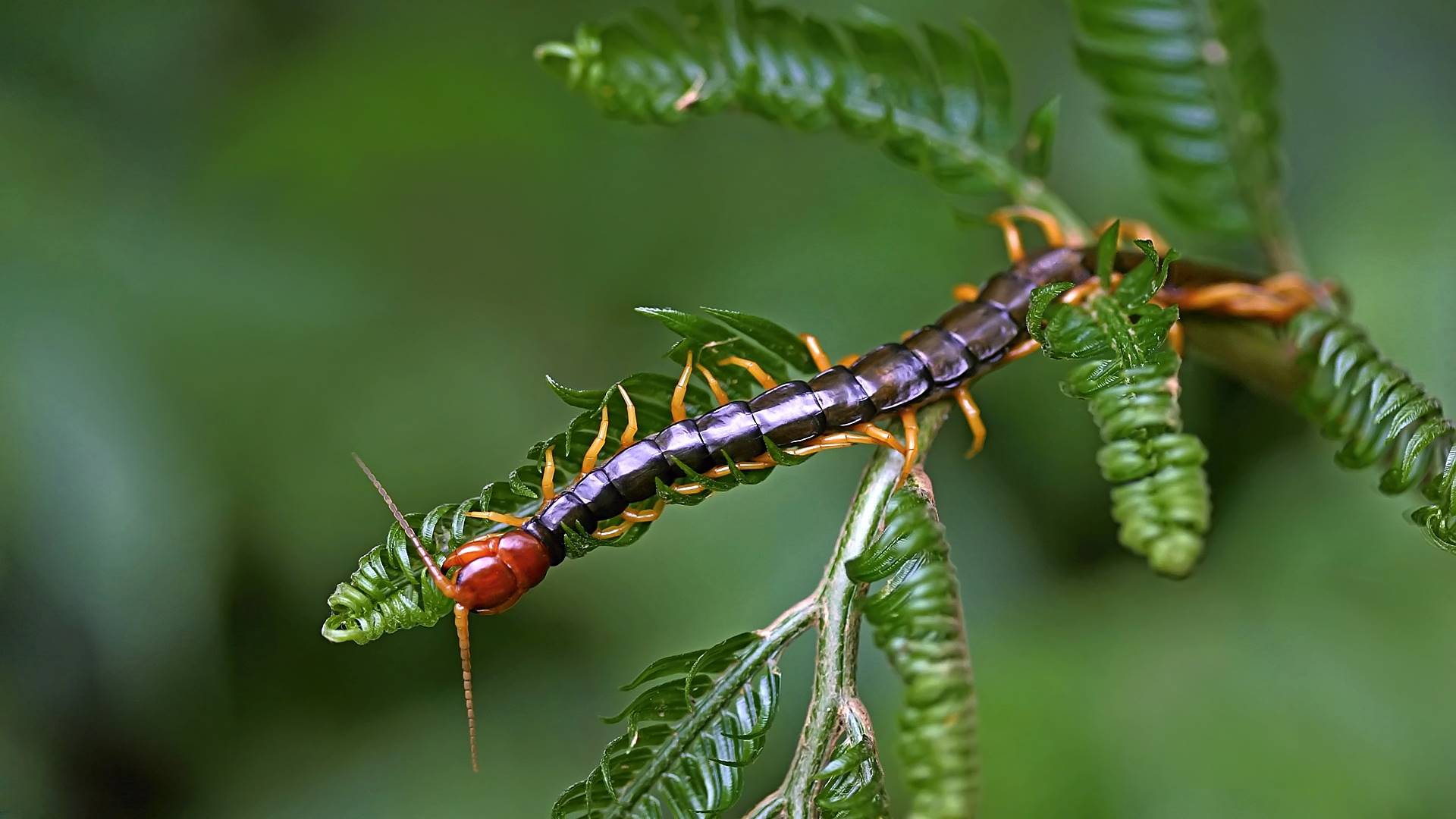 insecto, animale, animal