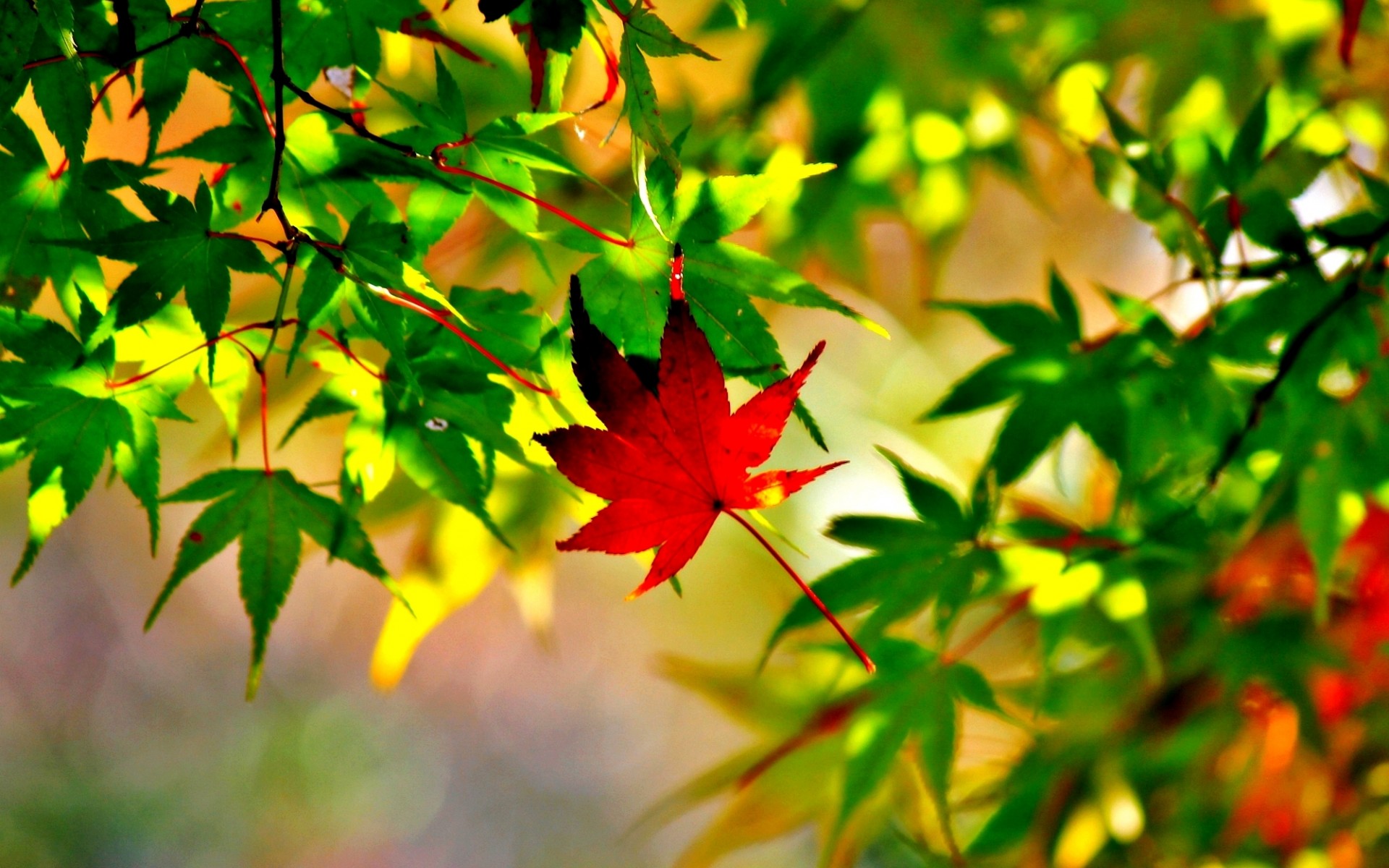 maple, leaf, листья