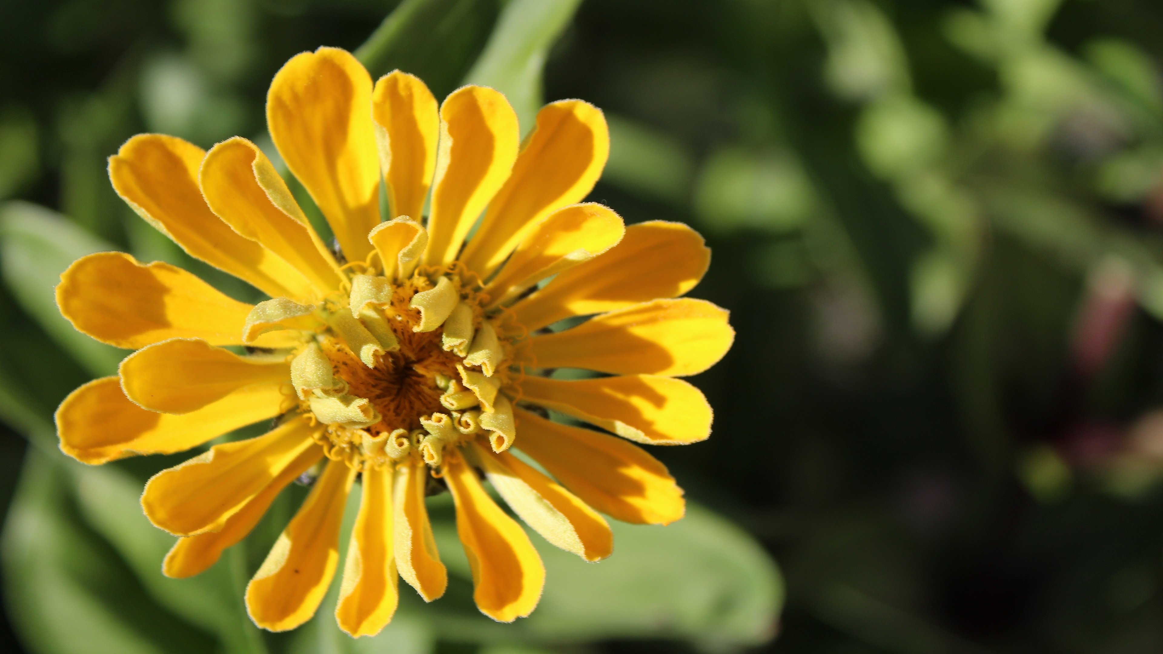 zinnia, elegan, общий