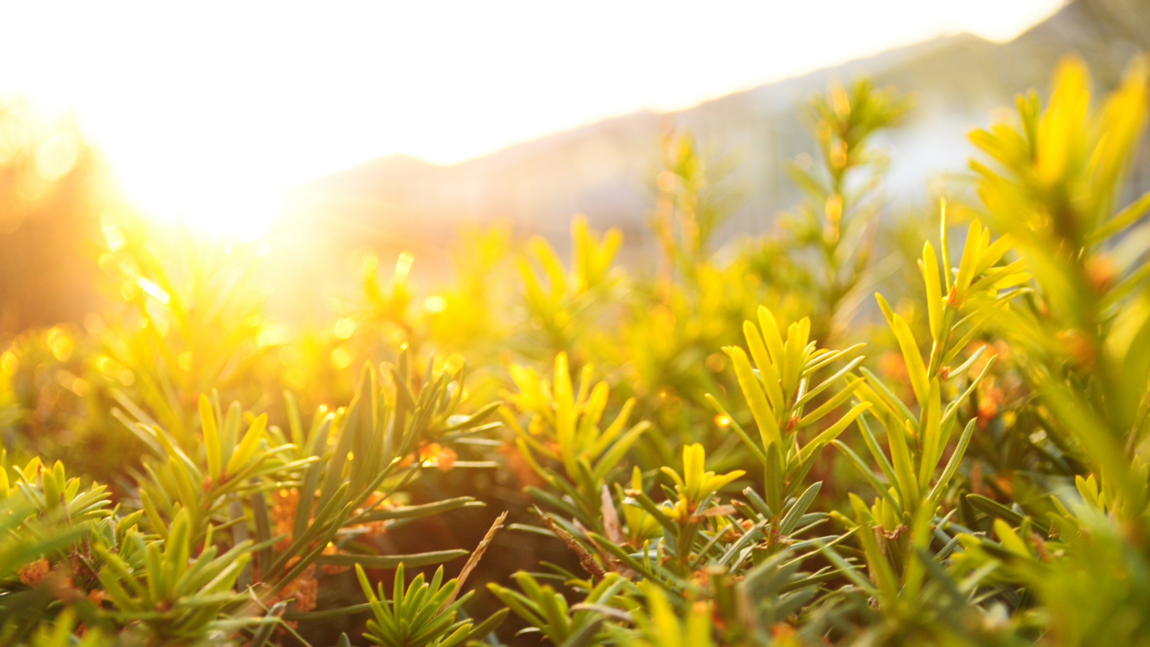 фото, вектор, премия