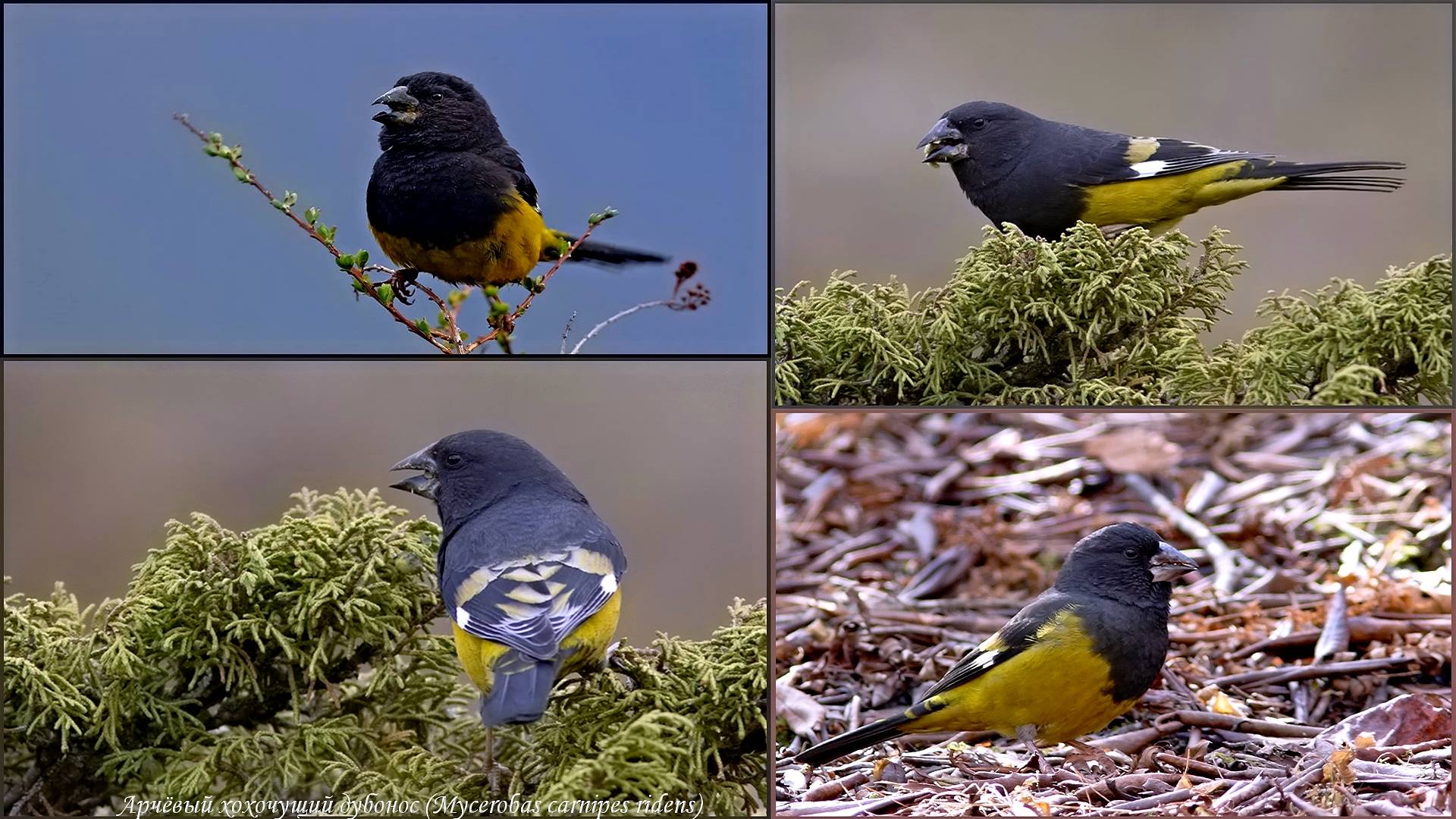 финч, википедиатип, свинья