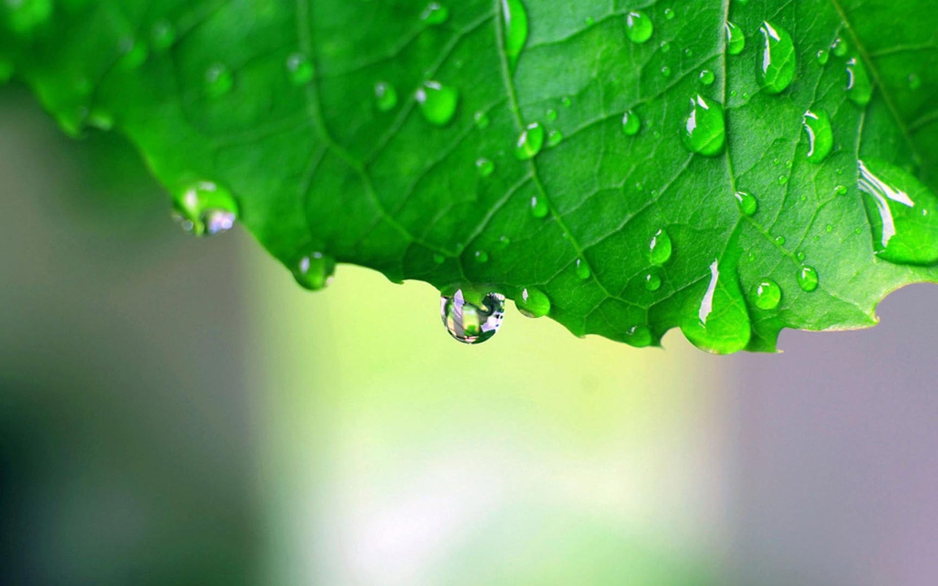 green, листья, макро