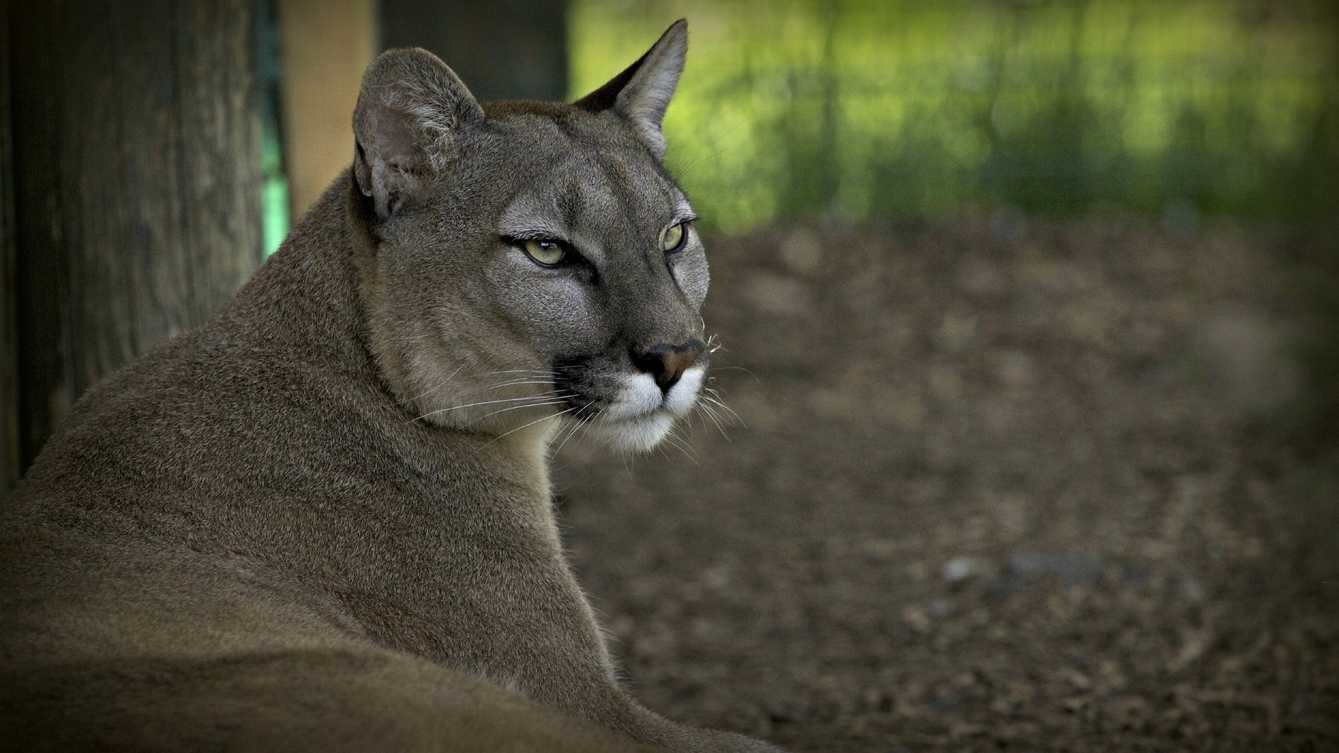 cougar, tags: