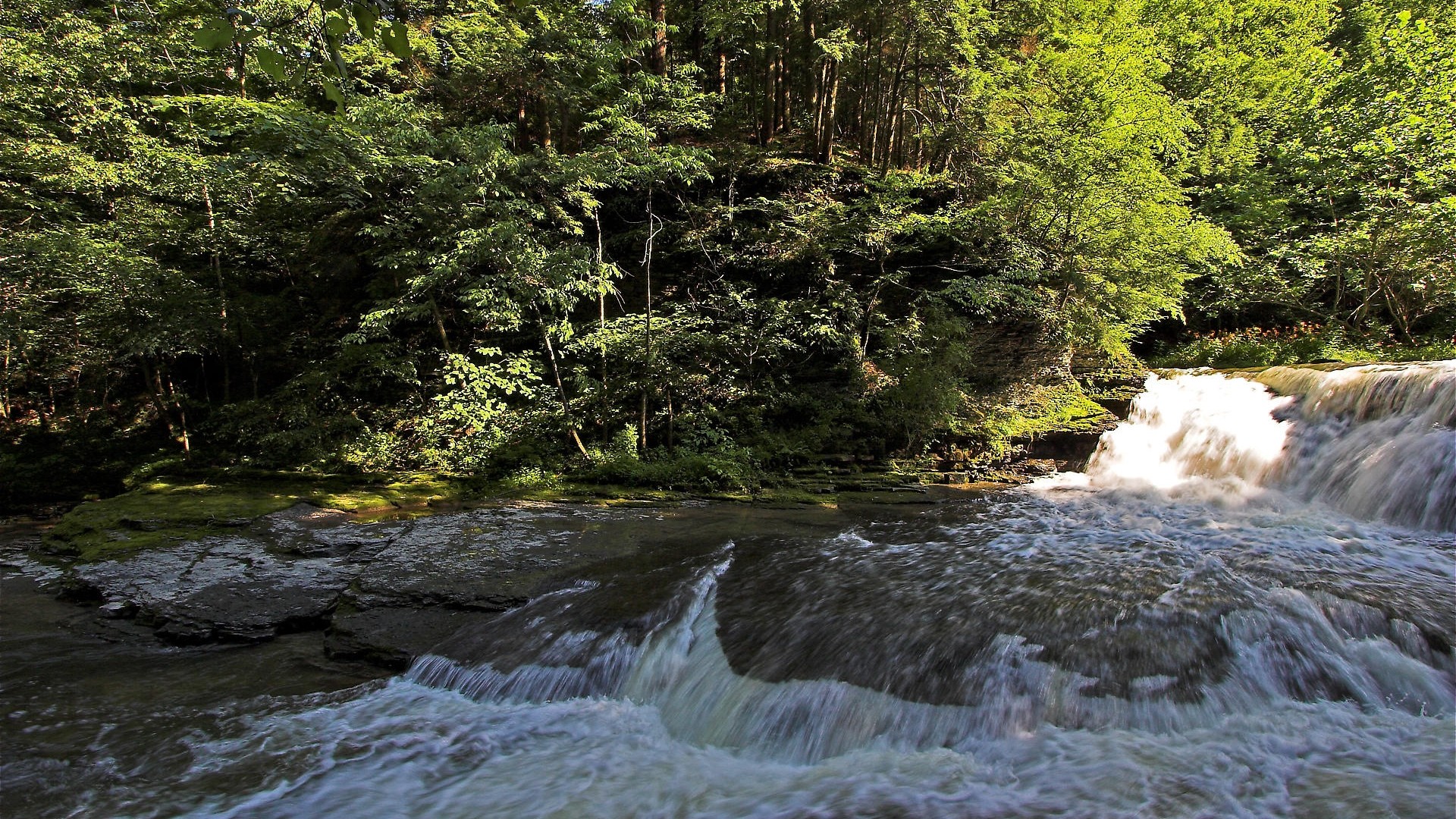лес речка водопад пороги бесплатно